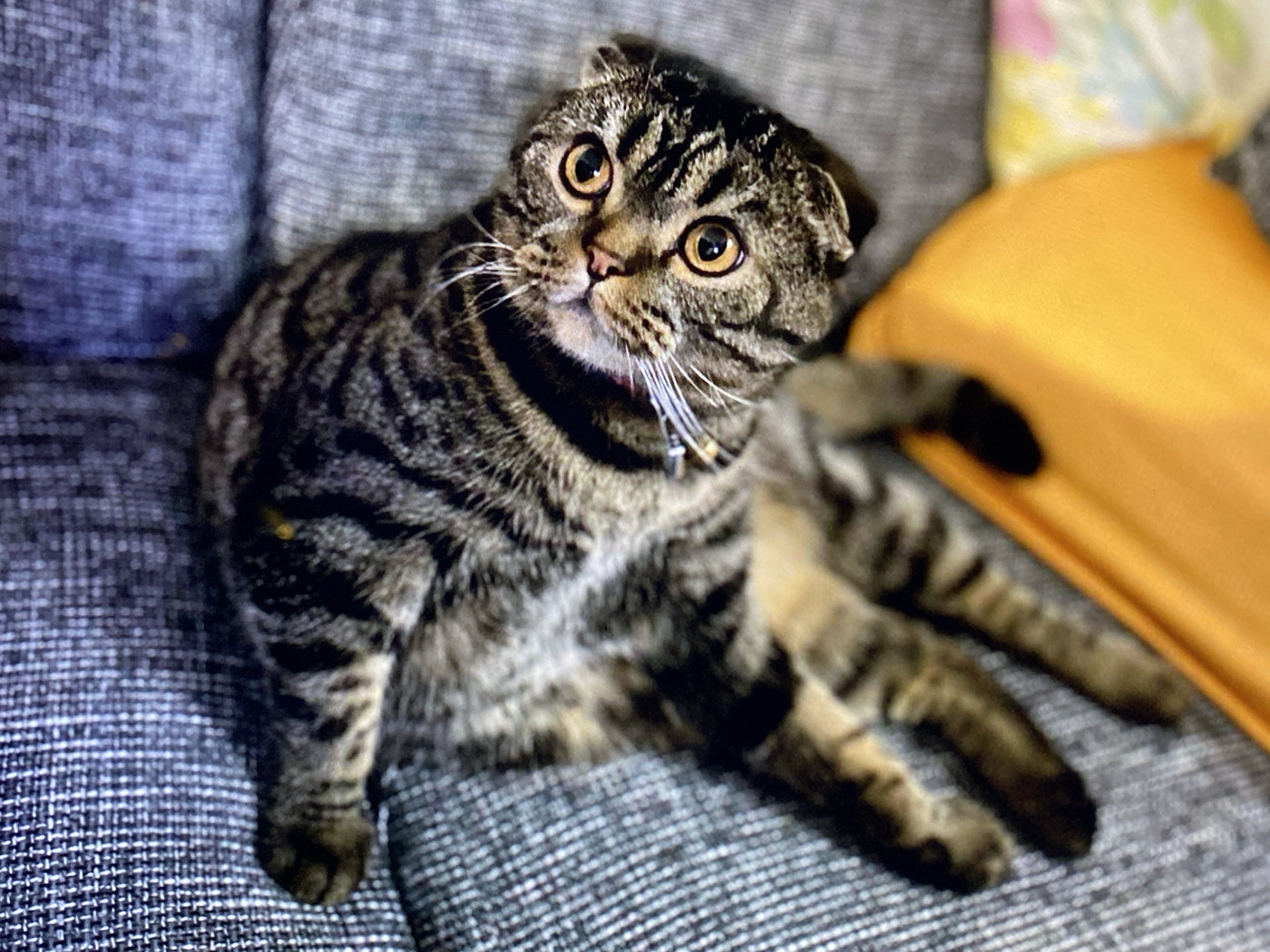 A Scottish Fold cat with tabby markings and large, amber eyes is lying on a grey sofa. The cat is positioned in the center of the frame, with its body at an angle. Its head is tilted upwards, looking towards the viewer. The background includes parts of a colourful cushion and an orange object, likely a blanket or pillow. The scene is indoors, likely a domestic setting. The location in Purkersdorf, Austria is not discernible from the image.