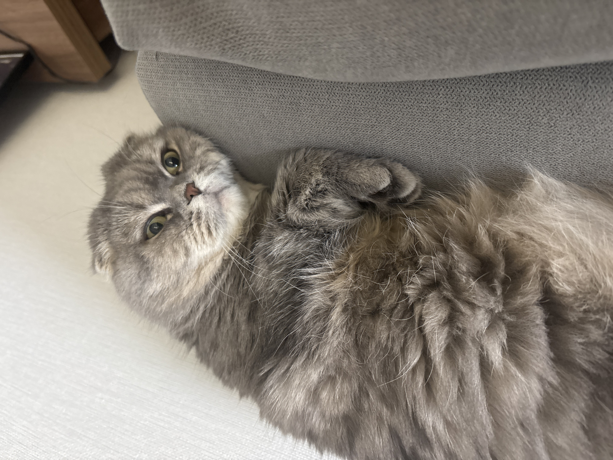 A grey Scottish Fold cat lies on its back on a white surface near a grey upholstered chair or sofa. The cat's head is turned towards the viewer, and its front paws are curled up near its chest. The location is unknown and cannot be inferred from the image.
