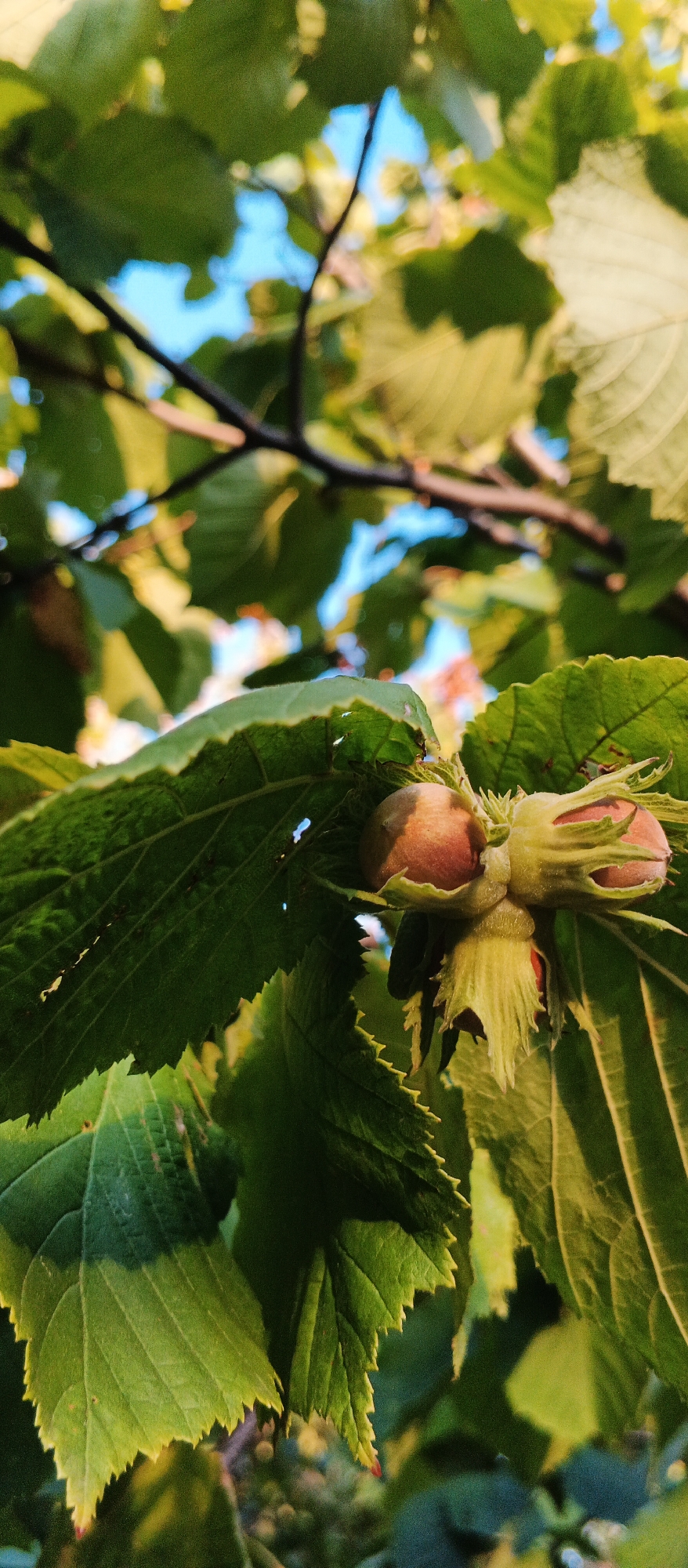 An extreme close-up shot captures a cluster of young hazelnuts, encased in their green, leafy husks, hanging from a tree branch. The hazelnuts are a light brown color, with some appearing to be still developing. The leaves of the tree are a vibrant green, with serrated edges, and are in sharp focus in the foreground. In the background, the leaves blur into soft green and yellow hues, with glimpses of a bright blue sky visible through the foliage. The overall lighting suggests a sunny day, with warm light illuminating the scene. The image is oriented vertically, drawing the viewer's attention to the details of the hazelnuts and leaves. The exact location in Smila, Ukraine, is not specified in the image itself.