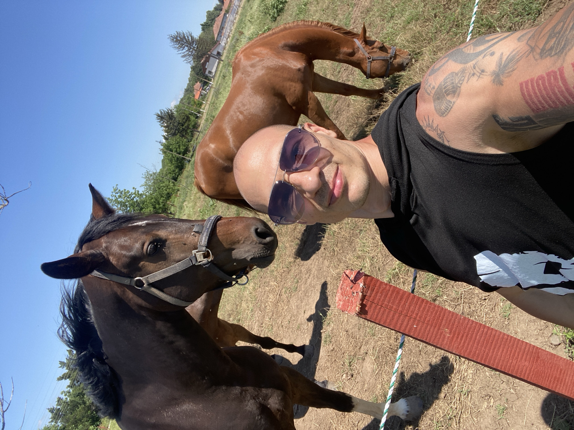 An outdoor, sunlit selfie taken in Slavovitsa, Bulgaria, features a bald man with a light complexion and prominent tattoos on his left arm, wearing purple-tinted aviator sunglasses and a black sleeveless top. He is smiling faintly at the camera. To his left, a dark brown horse with a black mane and a light grey halter looks towards the camera; visible flies are near its eye. Another chestnut-colored horse, wearing a brown halter, grazes in the background to the man's right. A third, dark-colored horse is partially visible behind the first horse. The ground consists of dry grass and dirt, with short shadows indicating bright midday sun. A red wooden post with horizontal grooves and a white and green striped rope, forming a barrier, is in the lower left foreground. In the background, green trees, utility poles, and several small buildings with red tiled roofs are visible under a clear, bright blue sky.