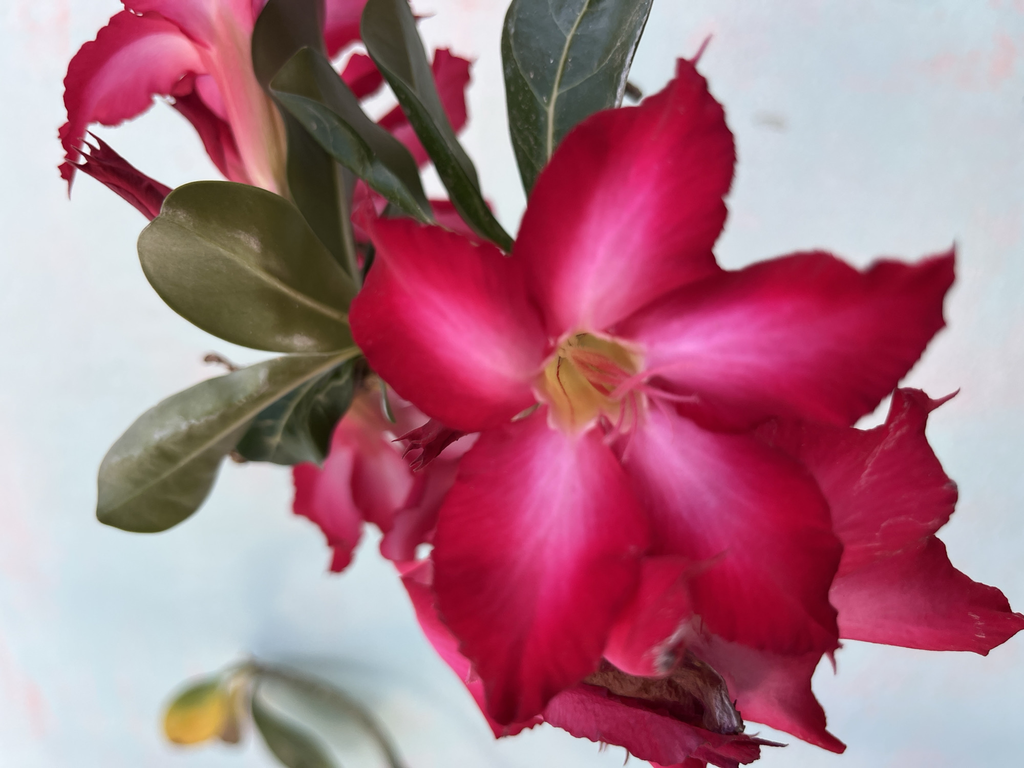A close-up, brightly lit photograph features a vibrant fuchsia-pink desert rose (Adenium obesum) flower prominently in the foreground. The central flower is in sharp focus, displaying five wide, overlapping petals that transition from a rich, deep pink at the edges to a lighter, almost glowing pink towards its yellow-hued center. Several dark green leaves, some bearing minor white spots or dust, are visible around and behind the main bloom, with other out-of-focus pink flowers and a faded yellow leaf hinting at the rest of the plant. The background is a soft, diffused light blue-grey, suggesting an outdoor setting under natural daylight. The image captures the natural beauty of the blooming plant, with a shallow depth of field emphasizing the radiant color and intricate details of the main flower. This scene is from Juan Griego, Venezuela. No text is visible.