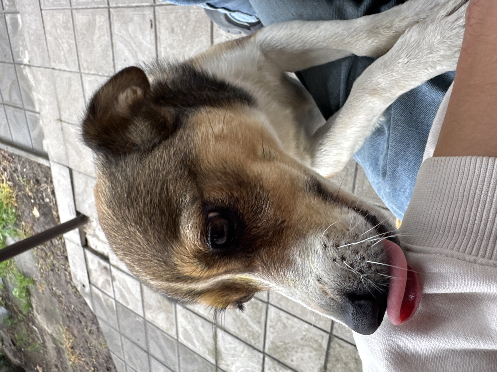 In Makiv, Ukraine, a medium-sized dog with brown, white, and black fur is captured in a close-up shot. The dog is sitting on what appears to be a person's lap, wearing blue jeans. The dog's head is turned to the left, and its pink tongue is extended, licking the light-colored fabric of a shirt or sweater. The background shows a paved area with square tiles and some greenery and dirt, suggesting an outdoor setting. A metal pole is visible in the upper left corner. The focus is sharp on the dog's face, emphasizing its eyes, nose, and tongue.