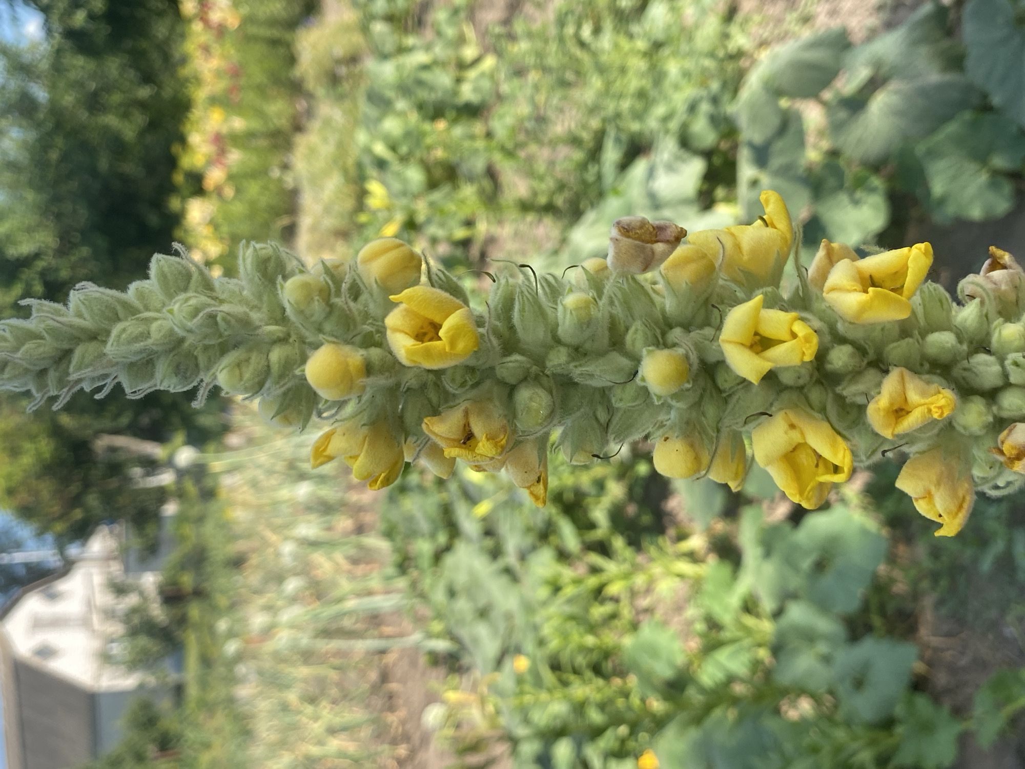 The image shows a close-up of a flowering plant with small yellow blooms. The flowers are tubular and clustered along a fuzzy, green stem. The background is blurred, consisting of more greenery, suggesting an outdoor setting, likely a garden or natural landscape. The light suggests it's daytime. The overall impression is one of natural beauty, with the focus on the delicate yellow flowers and their fuzzy structure. The image appears to be taken outdoors, possibly in a rural or garden environment, given the surrounding foliage and the absence of any urban structures in the immediate vicinity of the plant.