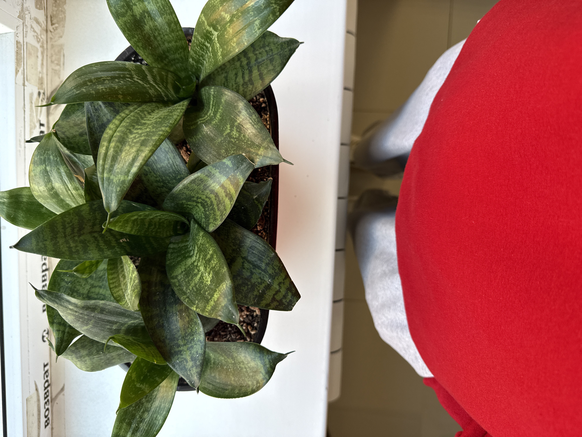 A high-angle shot shows a potted snake plant on a white windowsill. A person wearing red pants and gray socks is standing next to the windowsill. The location is the city of Unknown, Unknown.
