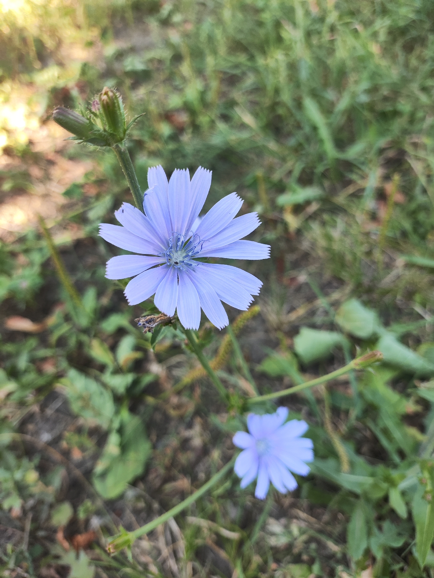 A close-up shot captures a vibrant blue chicory flower in bloom, its delicate petals fanning out from a central cluster. The flower is positioned slightly off-center, with a smaller, unopened bud nearby on the same stem. The background is a soft blur of green foliage and dappled sunlight, suggesting an outdoor setting in a natural or park-like environment. The image does not provide any specific indicators of its location within the city of Kharkiv, Ukraine, but its context suggests a scene common to the region's natural landscapes or green spaces.