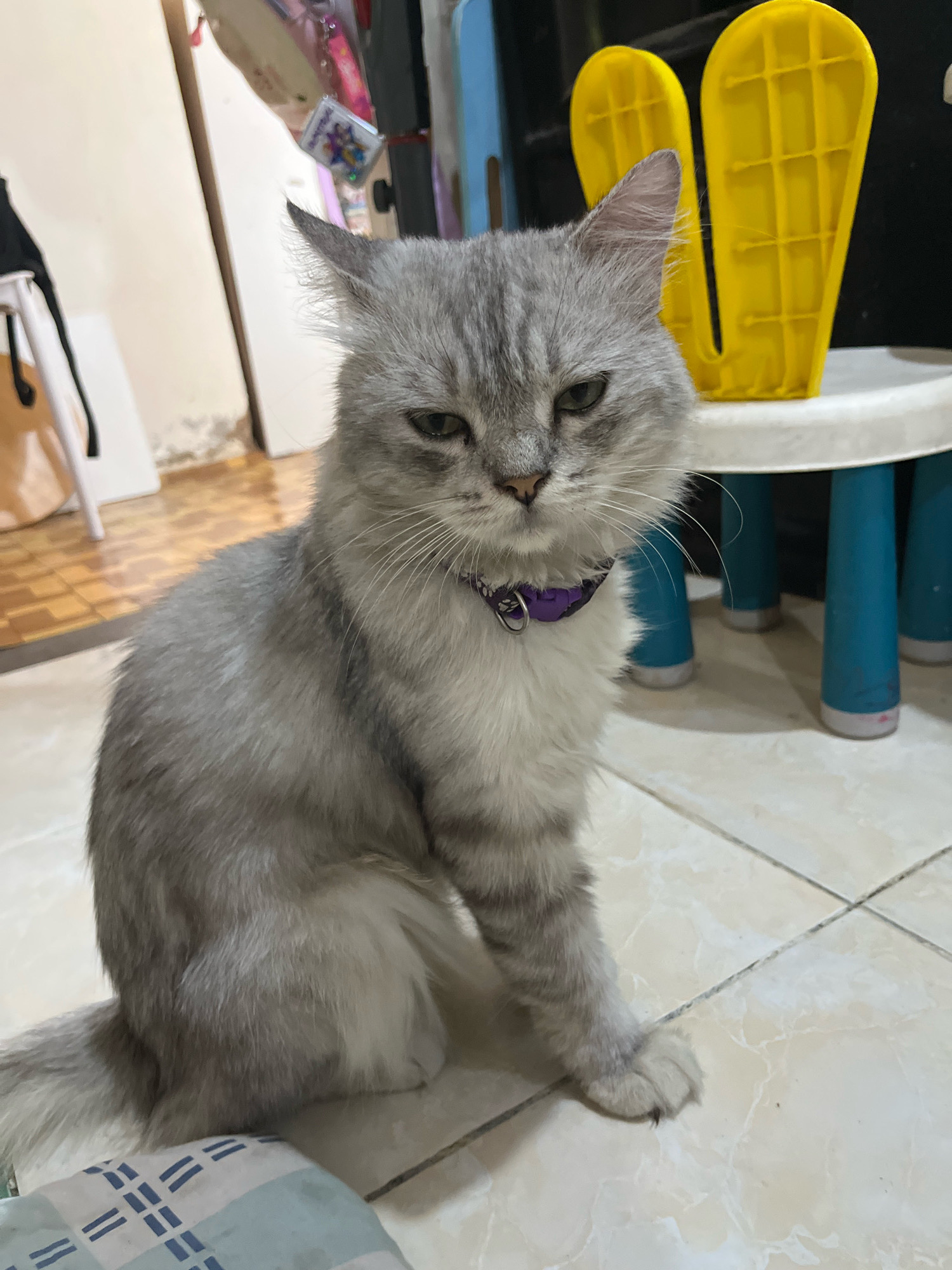 A medium shot captures a fluffy, grey tabby cat with piercing green eyes sitting on a light-colored tiled floor. The cat is wearing a purple collar with a silver bell. Its fur is long and appears soft, with distinct grey tabby markings on its face and body. In the background, a white table with blue legs is visible, and behind that, two yellow objects resembling oversized flip-flops or scoops stand upright. The environment appears to be indoors, with what looks like a wooden floor in the far left background and some indistinct items on shelves. The lighting suggests it is daytime, with natural light possibly coming from the left. There are no people visible in the image. The location is described as Jatirogo, Indonesia.