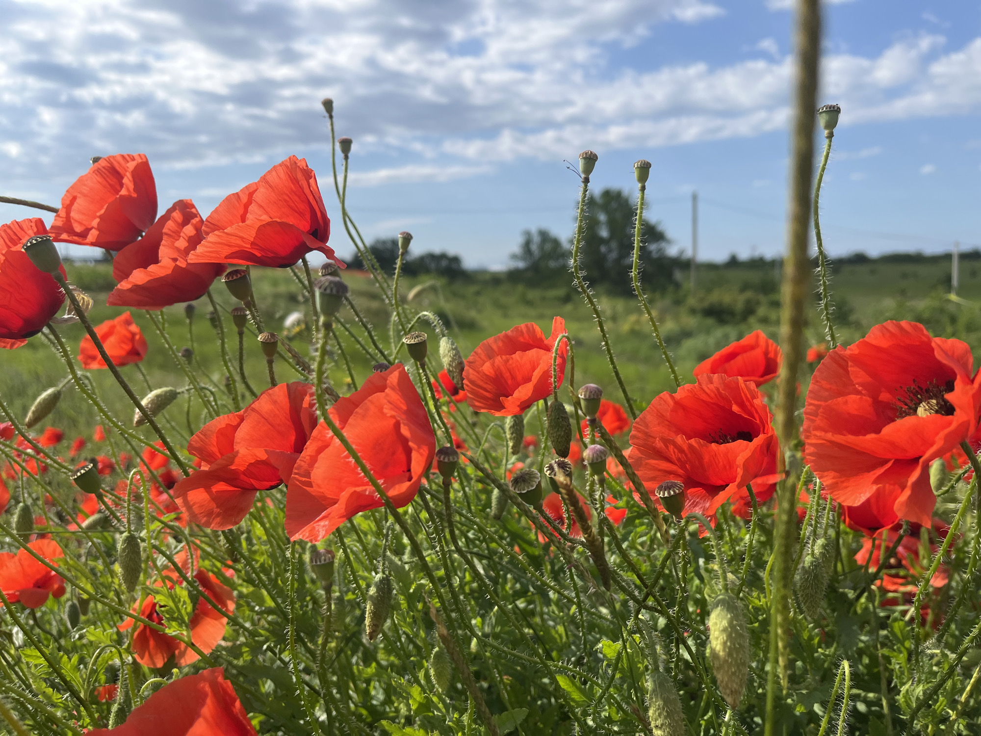The image depicts a field of vibrant red poppies under a partly cloudy sky. The flowers are in various stages, some fully bloomed and others with seed pods visible. Green grass and other foliage surround the poppies. In the background, a line of trees is visible against the horizon. There is no evidence to suggest that the picture was taken in Chetuk, Russia.