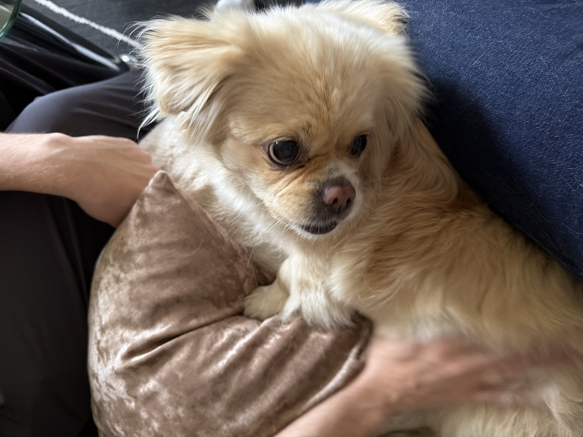 In the city of Harstad, Norway, a small, fluffy dog with golden-brown fur is being petted by a person, whose hands are visible in the image. The dog is lying on a velvety, tan-colored blanket. The person is wearing dark blue jeans. The background shows dark clothing and a glimpse of a striped cushion or chair, along with a sliver of a glass-topped table. The overall scene suggests a moment of comfort and affection.