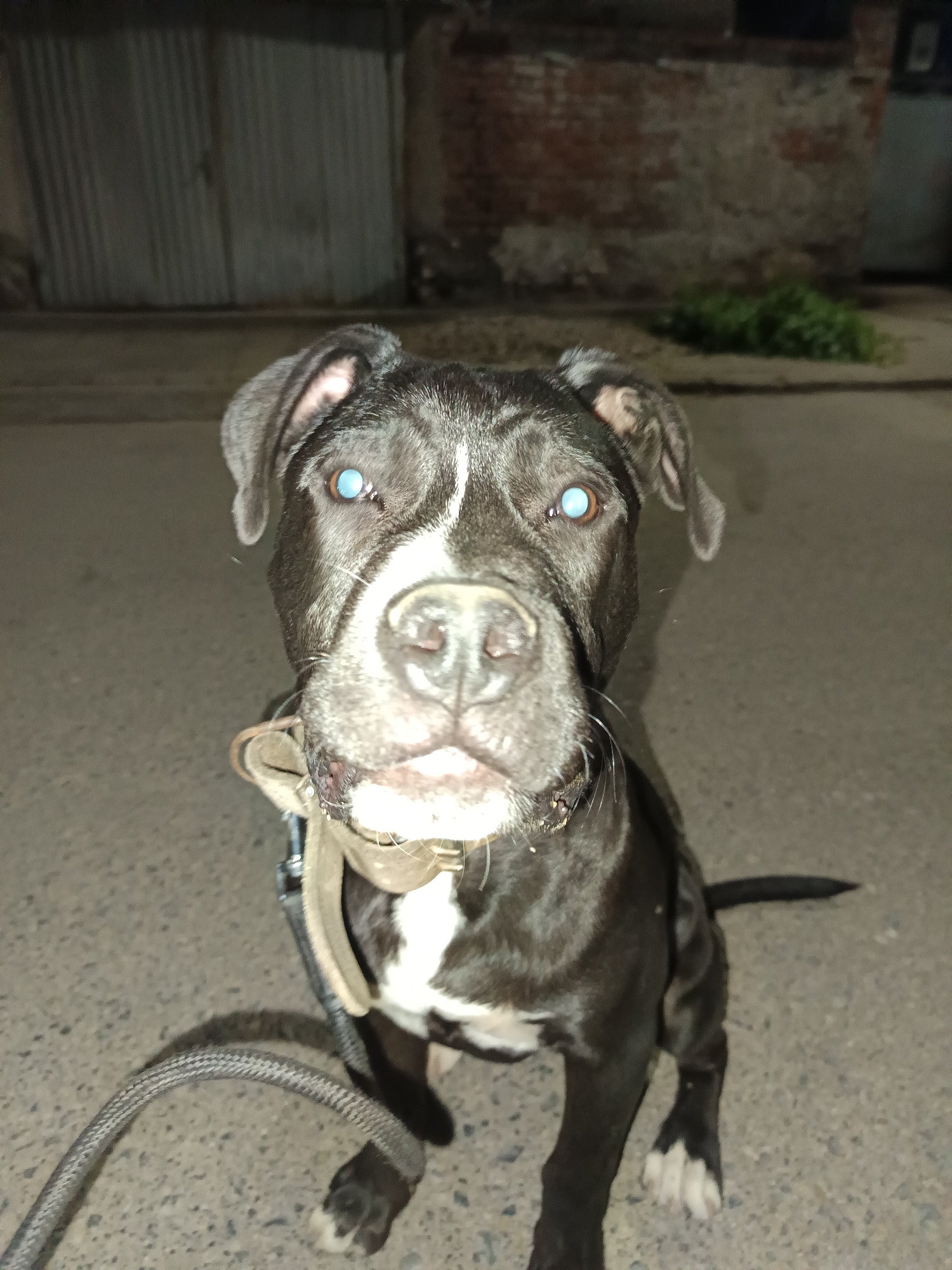 A medium shot, eye-level, vertical photograph captures a black and white dog with striking blue eyes sitting on an asphalt surface outdoors at night. The dog is positioned centrally in the frame, facing the camera directly. Its head is tilted slightly forward, and its snout is prominent. A tan collar with a buckle is visible around its neck, and a thick, gray leash extends from the collar to the left of the frame. The dog's fur is predominantly black with a white blaze down its nose and chest, and white markings on its paws. The background consists of a dimly lit, somewhat dilapidated brick wall on the right and a corrugated metal structure on the left. A patch of green foliage is visible on the ground behind the dog, to the right. The lighting suggests an urban or semi-urban environment, possibly an alley or a street, in Lyubimets, Bulgaria, given the style of construction and the general urban decay visible. The image appears to have been taken with a flash, which is reflected in the dog's eyes, enhancing their unusual blue color. The overall atmosphere is stark and somewhat gritty.