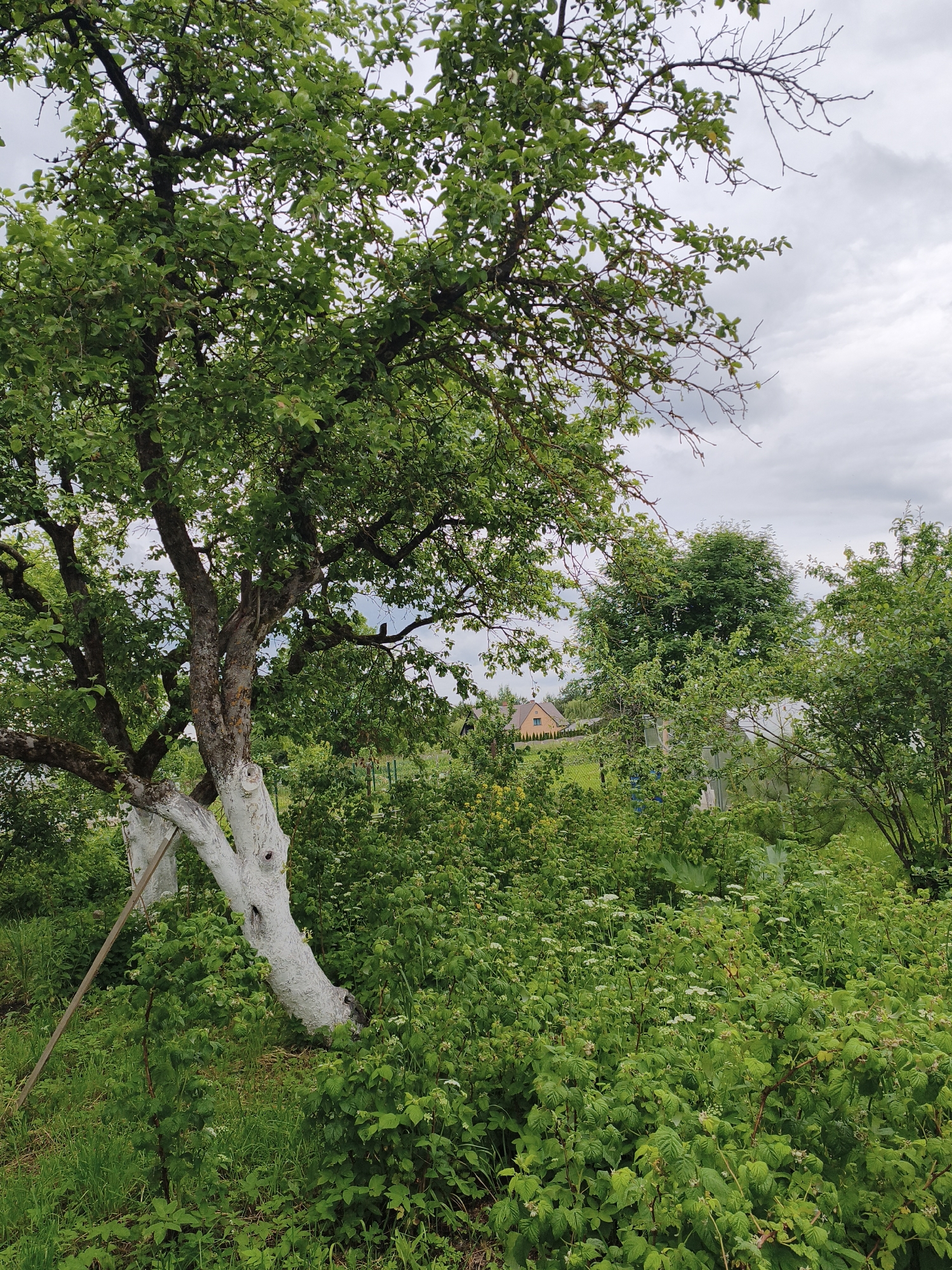 The image depicts a dense, overgrown garden scene on a cloudy day. In the foreground, a mature tree with a thick, gnarled trunk dominates the left side of the frame. The lower portion of the trunk and two main branches are painted white, likely for protection. The tree is heavy with green foliage, some of which extends into the sky. Surrounding the tree is a profusion of lush green undergrowth, including berry bushes and smaller plants dotted with tiny white flowers. In the middle ground, behind the dense vegetation, a light-colored house with an orange roof is visible, nestled amongst more greenery. A greenhouse structure with a translucent roof is also partially visible. The background consists of a hazy sky with heavy, grey clouds. The overall impression is one of a natural, somewhat untamed garden space. The specific location in Brodi, Latvia, is not visually discernible from the image itself.