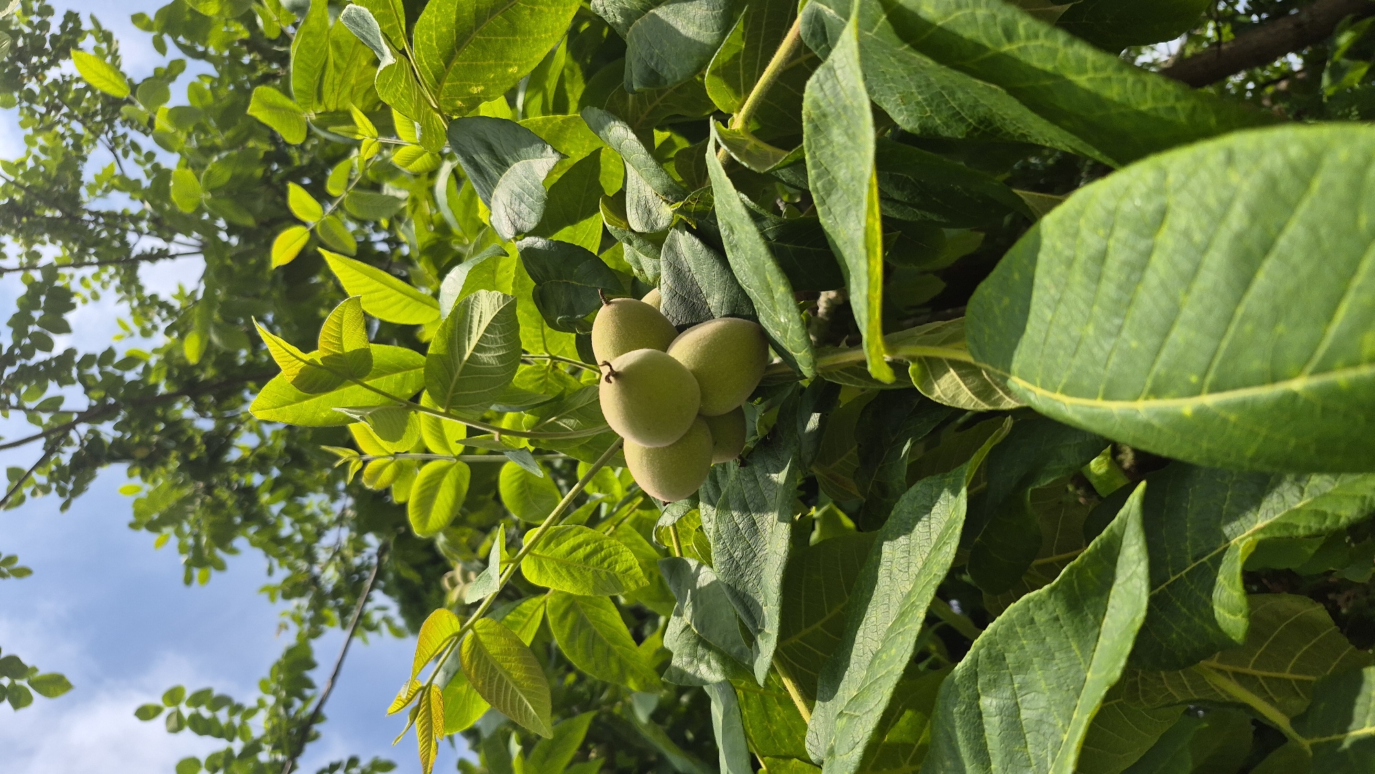 The image depicts a cluster of young, green walnuts growing on a tree branch amidst lush green foliage. The walnuts are round and appear to be enclosed in their husks, with small brown tips visible on some. The leaves surrounding the walnuts are broad, veined, and a vibrant shade of green, with some catching the sunlight and appearing lighter. The background shows more dense foliage and a bright blue sky with scattered white clouds. The perspective is upward-looking, suggesting the photo was taken from below the branch. The scene is set in an outdoor natural environment, likely a garden or park, within the city of Krauja, Latvia. There are no people or discernible human activity visible.