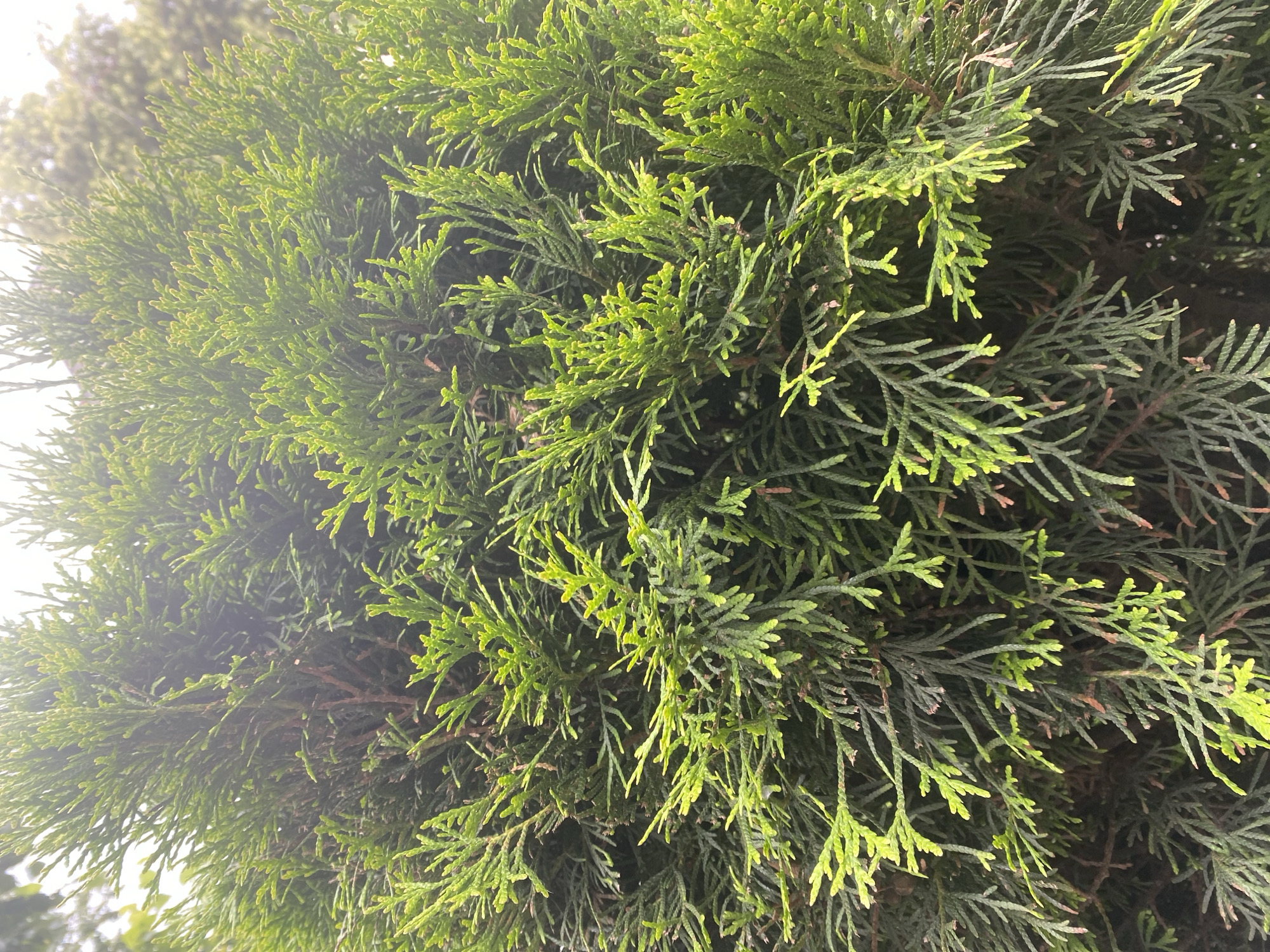 The image is a close-up, vertical shot of the dense foliage of a coniferous evergreen tree, likely a cedar or cypress. The branches are layered and covered in small, scale-like leaves, predominantly a vibrant green with some areas appearing darker due to shadow or the inner branches. The texture of the foliage is feathery and fine. The lighting suggests an outdoor setting, possibly on an overcast day, with some areas of the leaves catching the light and appearing brighter. The background is largely obscured by the greenery, but hints of lighter, out-of-focus shapes, possibly sky or other vegetation, are visible at the very top. The image appears to be taken from a low angle, looking up into the canopy. The scene is entirely natural, with no signs of human presence or urban elements.