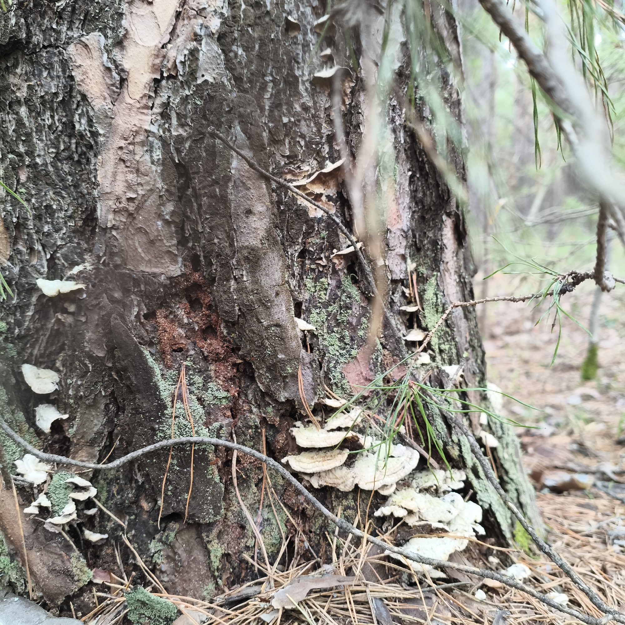 A close-up shot depicts the base of a tree trunk in what appears to be a forest setting. The tree bark is textured and covered with patches of moss and small bracket fungi. Fallen pine needles are scattered on the ground surrounding the tree. Branches and foliage are visible in the background, suggesting a wooded environment.
Given the specified location is Chaikovsky, Russia, it is assumed that the image was taken in or near a forested area in the city or its surrounding region.