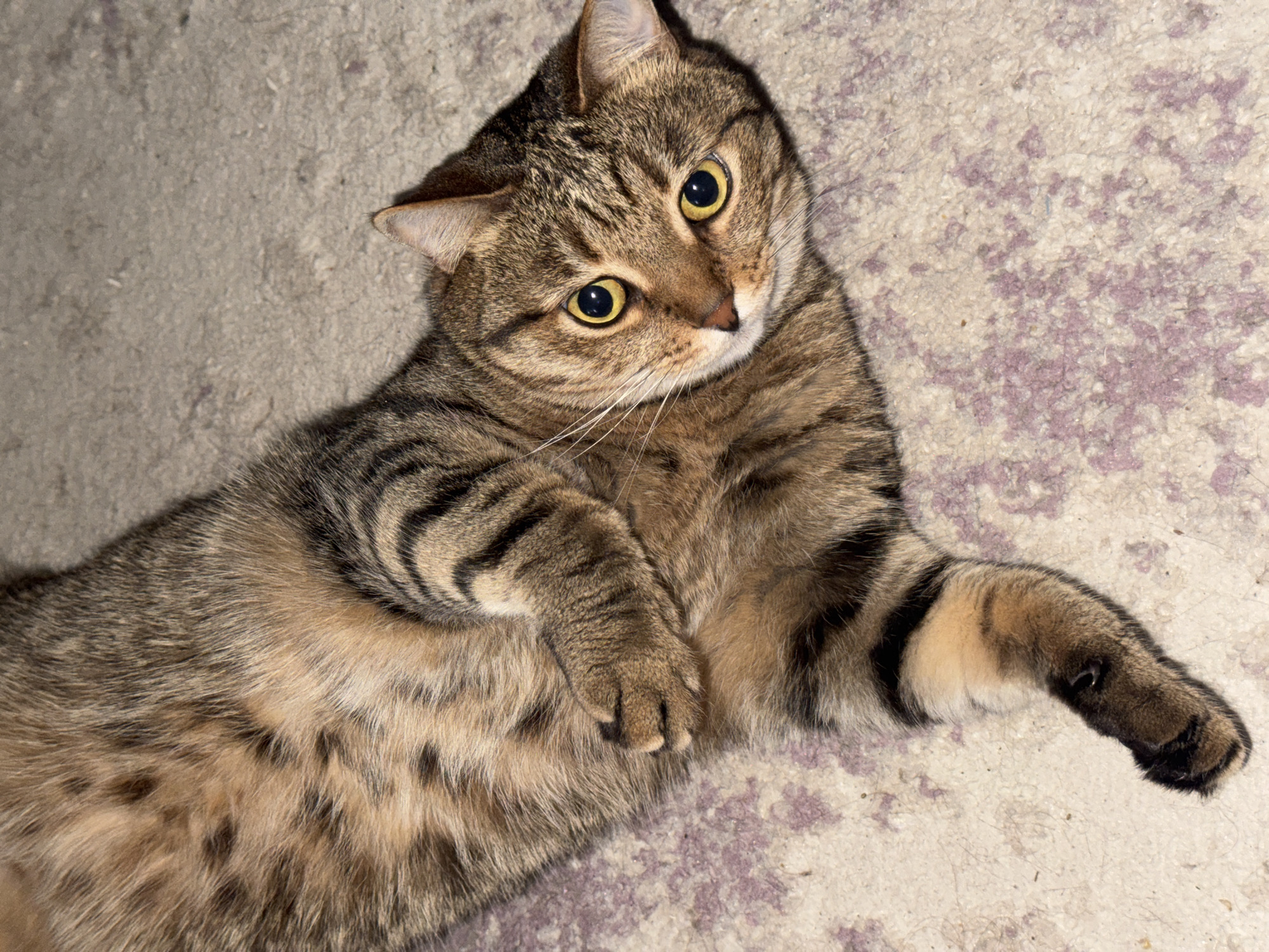 A tabby cat lies on a textured surface, possibly concrete or stone. The cat has a distinctive brown and black striped coat, with lighter patches of tan on its belly. It is positioned on its back, with its front paws partially crossed. Its eyes are wide and yellow, focused upwards. The environment is nondescript, lacking specific indicators of location. There is nothing to determine that this image was taken in Chaikovsky, Russia.