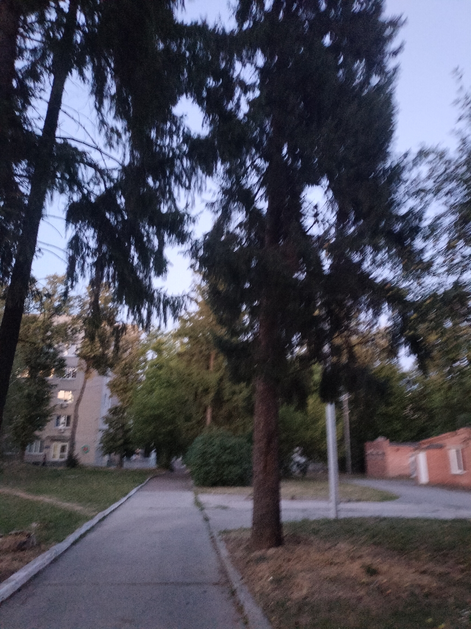 The image shows a pathway in what appears to be a residential area. A tall, dark tree with dense foliage dominates the foreground, casting shadows over the path. To the left of the path, a multi-story apartment building with visible windows, some illuminated, is situated amidst green grass. Further into the background, more trees and a low-rise brick building are visible. The overall lighting suggests it is either dusk or dawn, with a pale sky peeking through the branches. The scene is devoid of people and any apparent activity. The pathway is paved and bordered by grass and some dry foliage. The location is identified as being in Chernihiv, Ukraine.