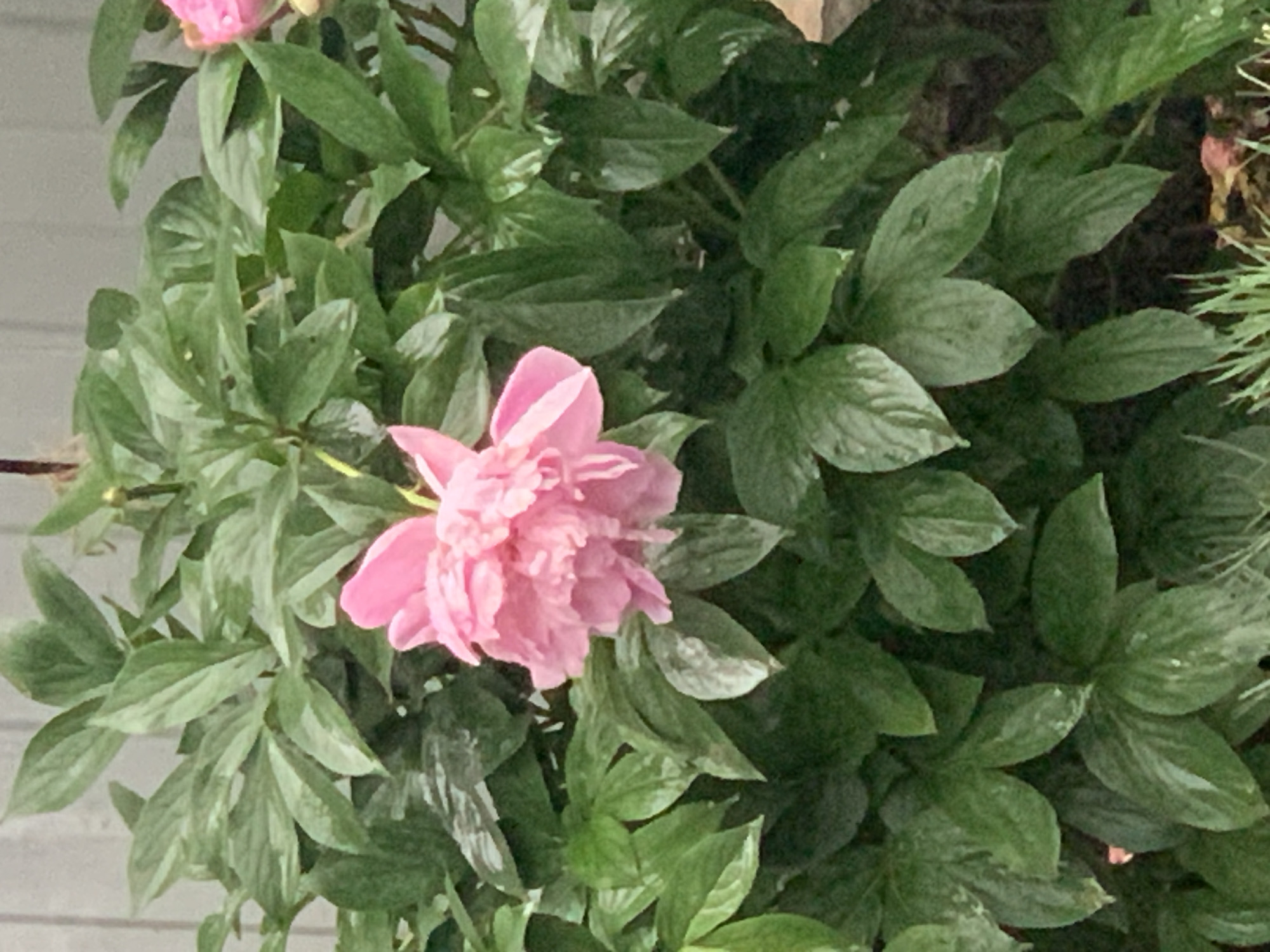 A close-up shows a pink peony flower surrounded by green leaves. The flower is in full bloom, with multiple layers of petals. The leaves are a deep green color and have a glossy texture. The background is blurred, but it appears to be a garden or other outdoor setting.