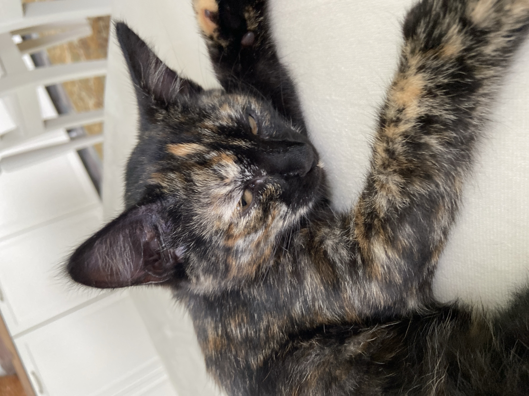 A tortoiseshell kitten is lying on a white surface, its eyes partially closed. The kitten's fur is a mix of black, brown, and orange patches. Its ears are pointed upwards, and its paws are extended forward. The background is blurred but appears to be an indoor setting with white cabinets and chairs visible. The scene is well-lit, suggesting natural light. The image does not contain any information that would allow for the identification of a specific location in Meshcherskoye, Russia.
