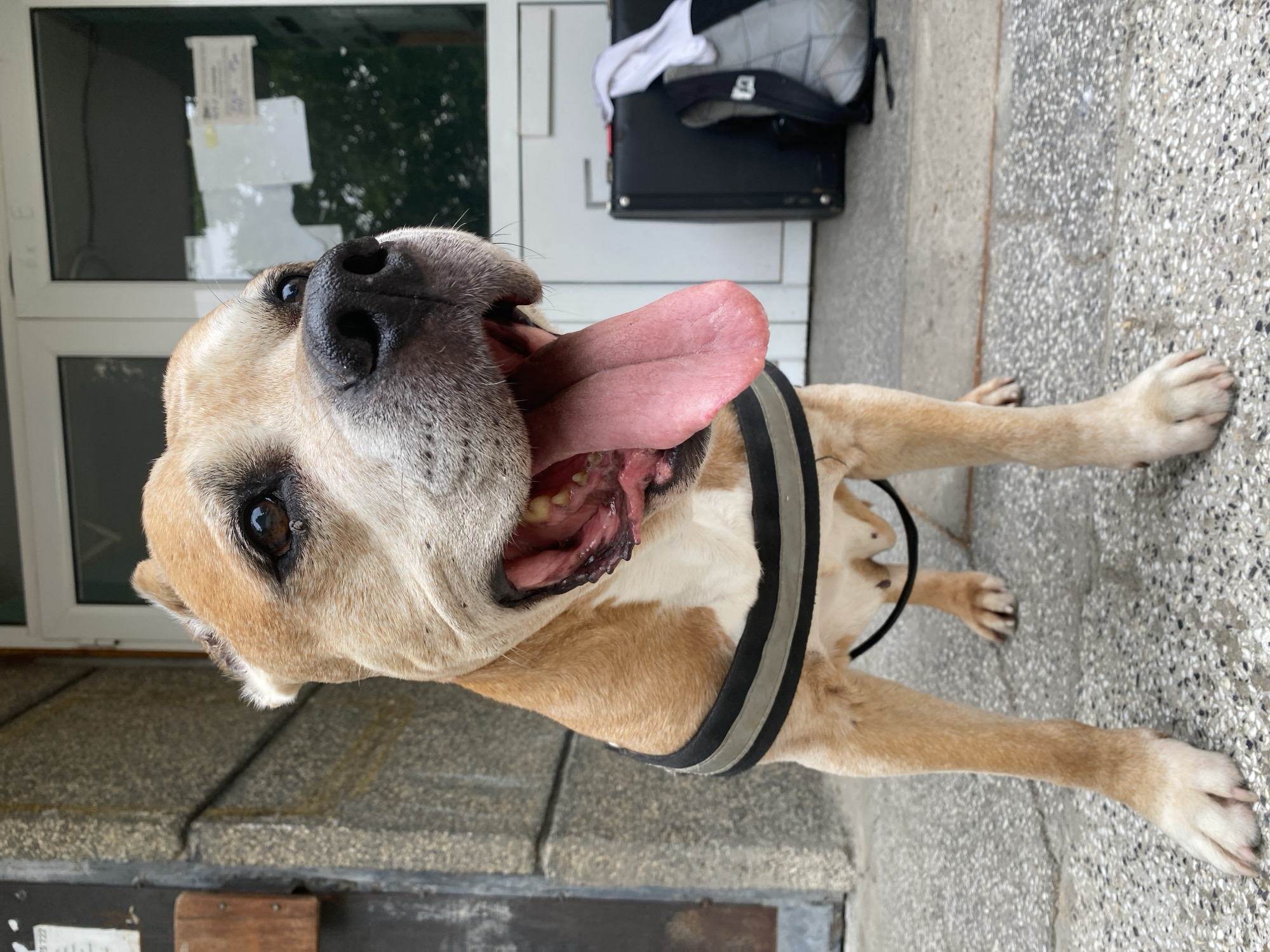 A tan and white pit bull mix dog with its mouth open and tongue hanging out stands on a concrete sidewalk in front of a building with glass doors. The dog is wearing a black harness with reflective gray stripes. To the right of the dog, a black suitcase and a gray backpack with white clothing on top are visible. The building appears to be located in the city of Pleven, Bulgaria, based on the presence of visible graffiti and notices on the building's exterior, which are consistent with local administrative or public notices found in Pleven. The ground is a textured concrete sidewalk with visible small stones. The lighting suggests it is daytime.