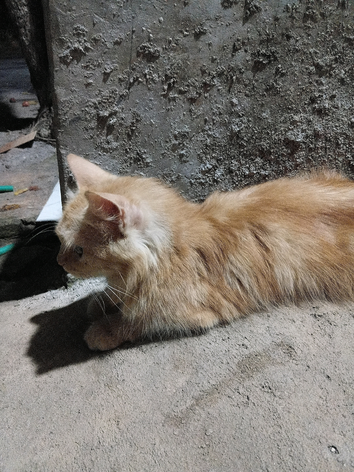 The image shows a light brown, long-haired cat lying on a concrete surface next to a rough, textured concrete wall. The cat is facing left, with its head slightly lowered and its body stretched out. Its fur appears somewhat disheveled. A shadow of the cat is cast on the ground to its left. The environment appears to be outdoors, possibly in an alley or a less-maintained area, with some debris visible on the ground behind the cat. The lighting suggests it is either dusk or nighttime, with artificial light casting shadows. The location is specified as Cikal, Indonesia.