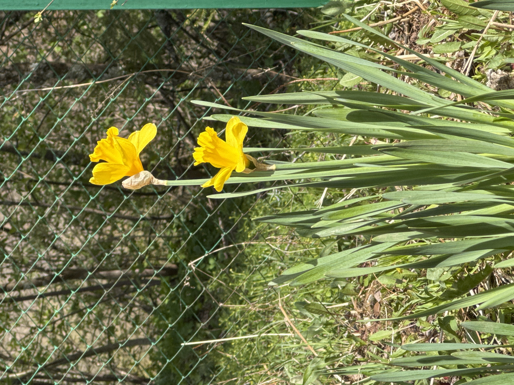 The image shows two yellow daffodil flowers with green leaves, growing next to a green wire fence. The background consists of trees and grass. The location is not identifiable as Abrosy, Russia based on the provided visual information.