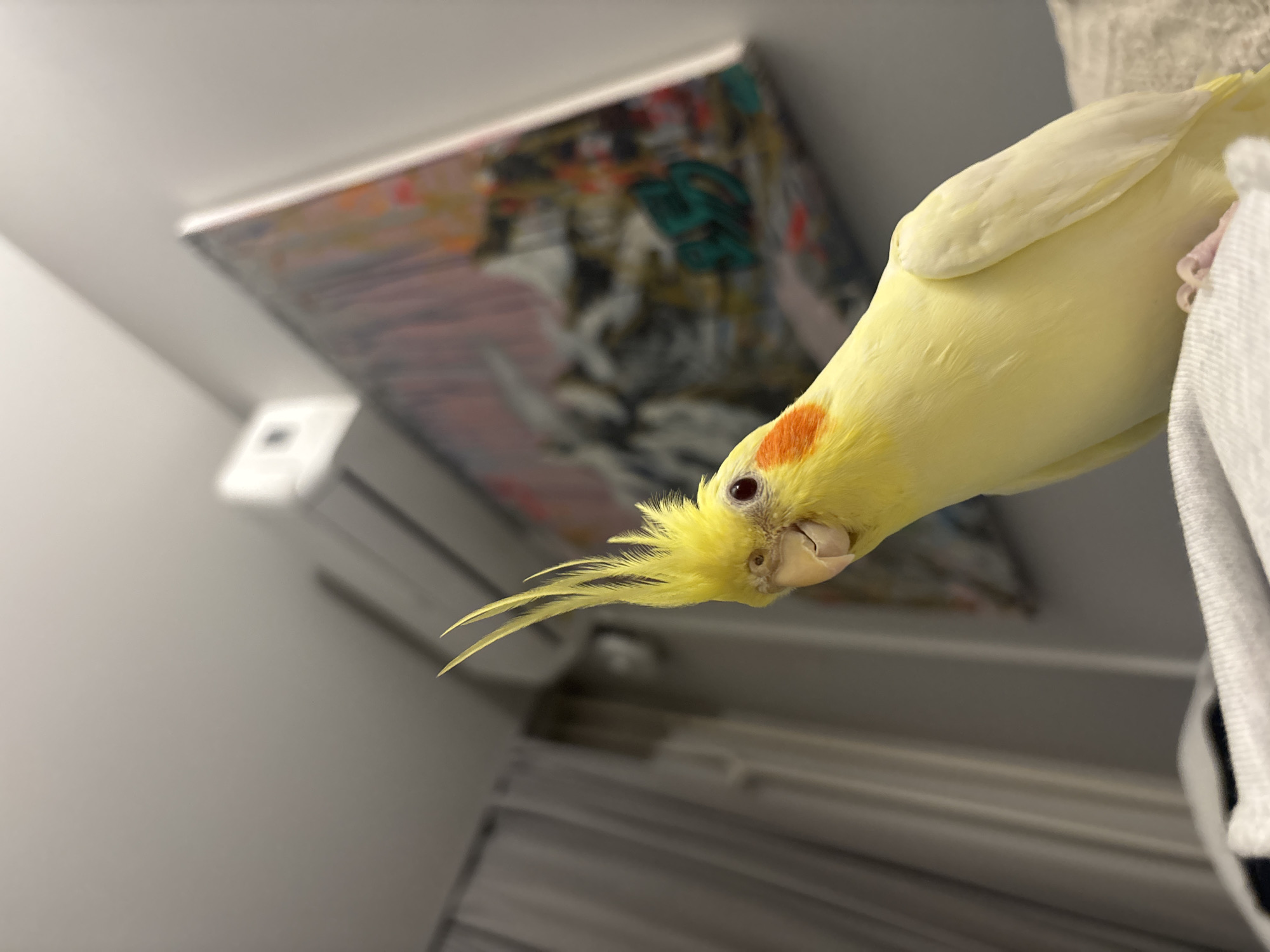 A yellow cockatiel perches on an obscured white object. Behind the bird, a white wall features an air conditioning unit and an abstract painting. The exact location in Krasnoyarsk, Russia cannot be determined from the visual information.