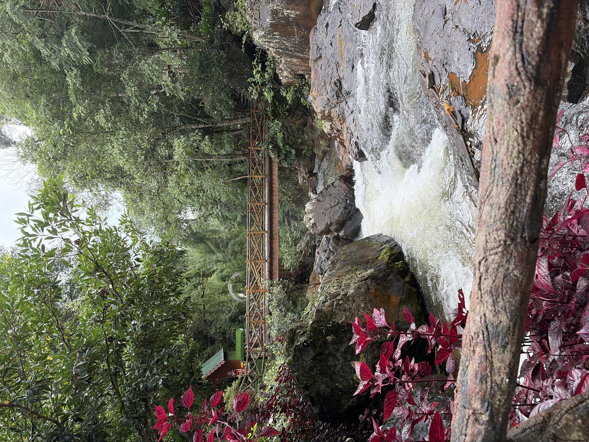 The image depicts a vibrant natural scene in Da Lat, Vietnam, featuring a flowing river and a wooden bridge. In the foreground, a rustic wooden railing partially obscures a cluster of striking red foliage, adding a pop of color to the lush greenery. To the left, a small, quaint green building with a red-brown roof is nestled amongst the trees. A wooden bridge with intricate railings spans the river, connecting the two banks. The river itself is a focal point, with white water rushing over dark, moss-covered rocks. The surrounding environment is dense with trees and foliage, creating a serene and natural atmosphere. The lighting suggests an overcast day, casting a soft, diffused light on the scene.