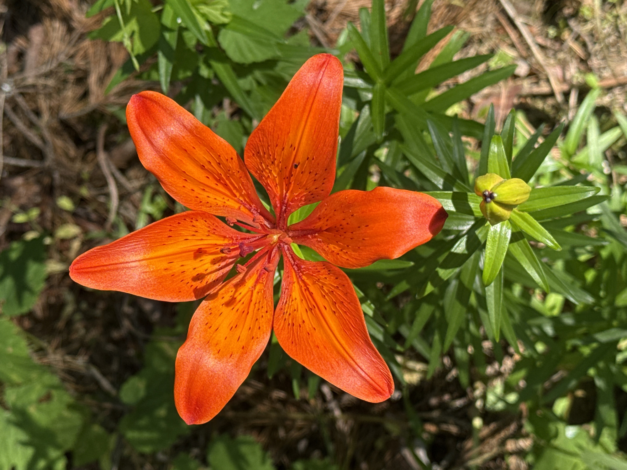 A close-up, top-down shot features a vibrant orange lily in full bloom. The flower has six pointed petals, each speckled with small, dark spots, and a bright red-orange center. Below the main bloom, a smaller, unopened bud is visible, with yellow and dark purple coloring at its tip, surrounded by green foliage. The background is a blur of green leaves and dappled sunlight, suggesting an outdoor setting, possibly in a garden or natural environment. The scene is set in Korobivka, Ukraine.