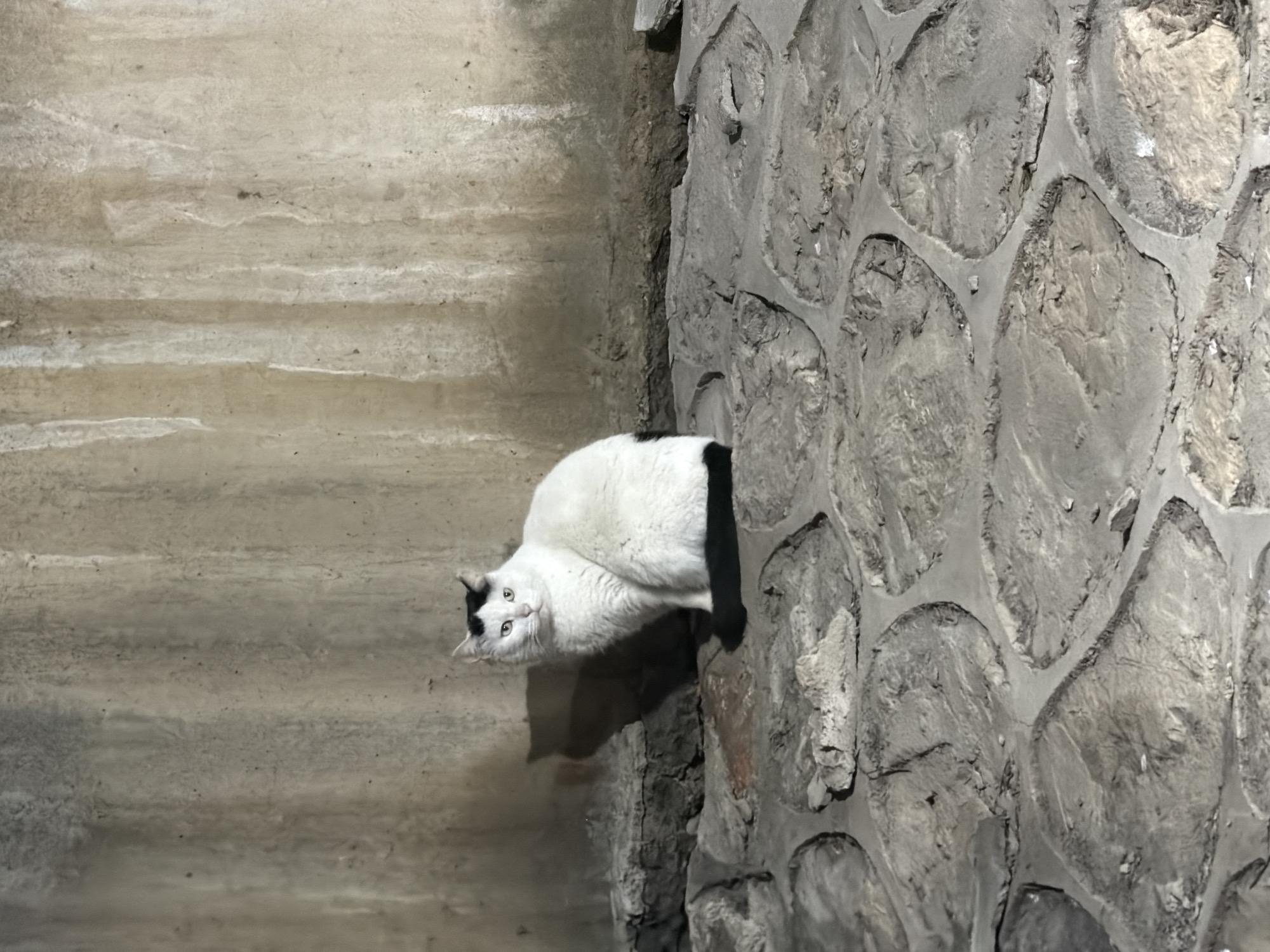 A photograph shows a white and black cat standing beside a cobblestone wall on a paved surface. The cat is facing towards the viewer. The wall is constructed of roughly shaped stones. The photograph appears to be taken in an outdoor setting. Jiangning District, China is specified as the location.