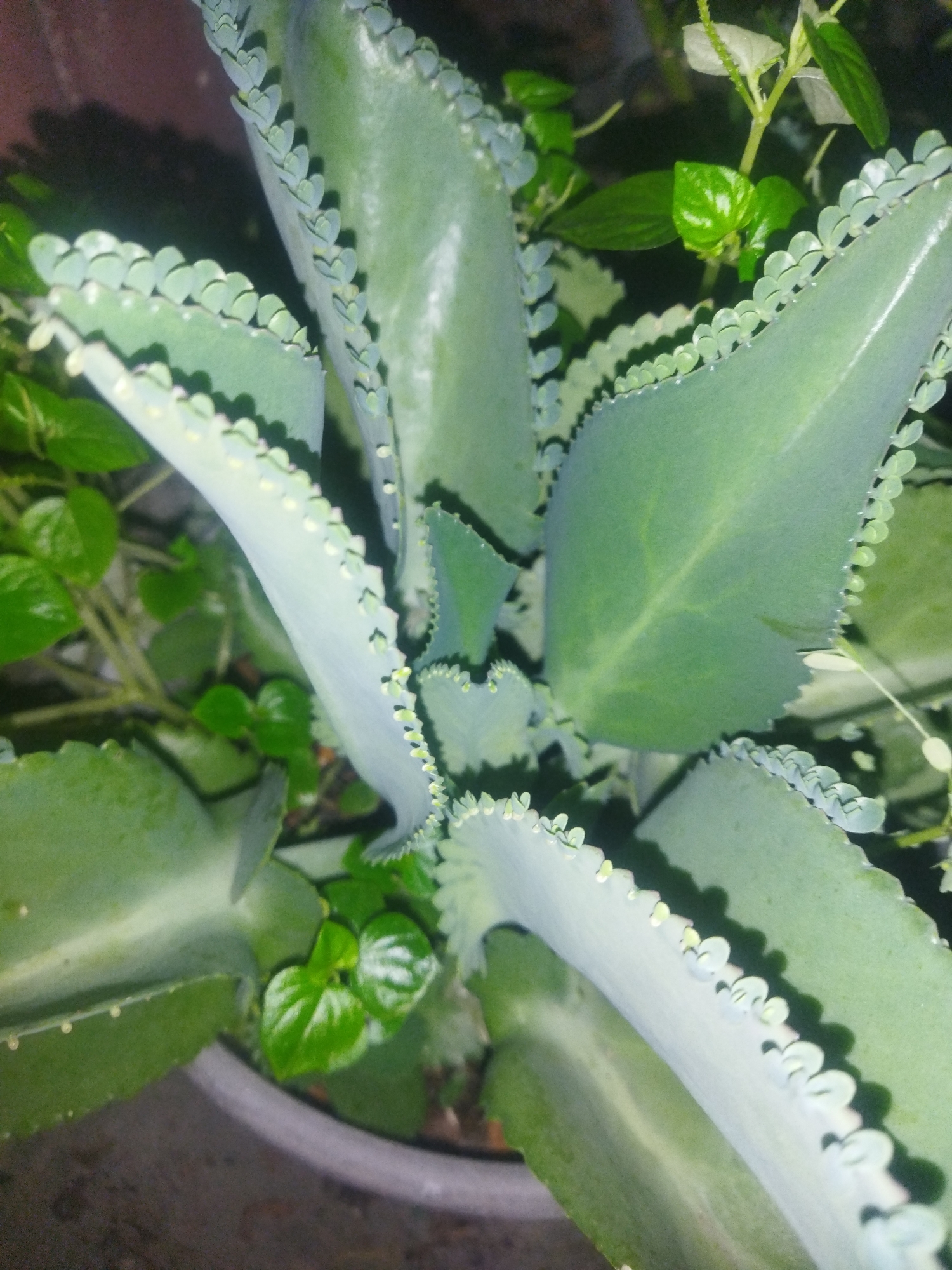 The image shows a close-up, overhead view of a plant, likely a Kalanchoe daigremontiana (Mother of Thousands), in a pot. The plant has thick, fleshy, pale green leaves with serrated edges. Small plantlets, or baby plants, are visible growing along the edges of the larger leaves. The plant is surrounded by other smaller, bright green leafy plants. The background is dark and out of focus, suggesting it is indoors or in a shaded area. There are no people or animals visible in the image. The scene appears to be in a domestic setting, possibly a home garden or balcony. The specific location in Pekalongan, Indonesia cannot be determined from the visual information provided.