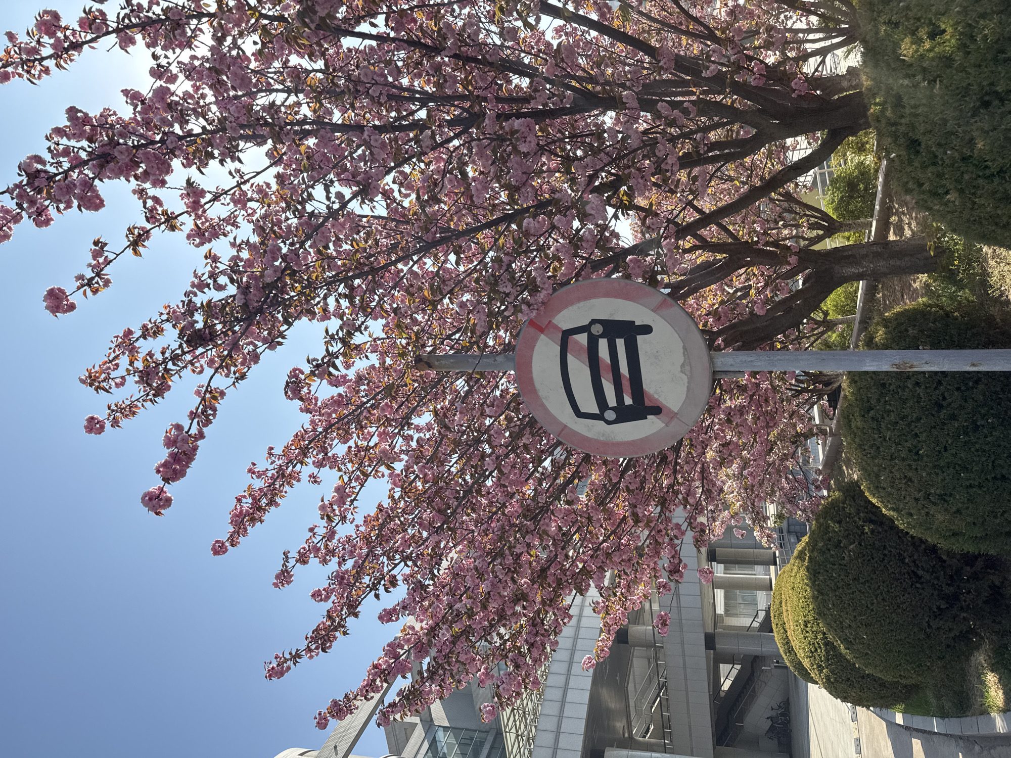 The scene shows a road sign prohibiting vehicles, surrounded by a blooming cherry tree. The sign is a white circle with a red border and a black symbol of a vehicle with a red line through it. The cherry tree is full of pink blossoms. In the background, there are buildings and other greenery. The location is Zhongtun, China.