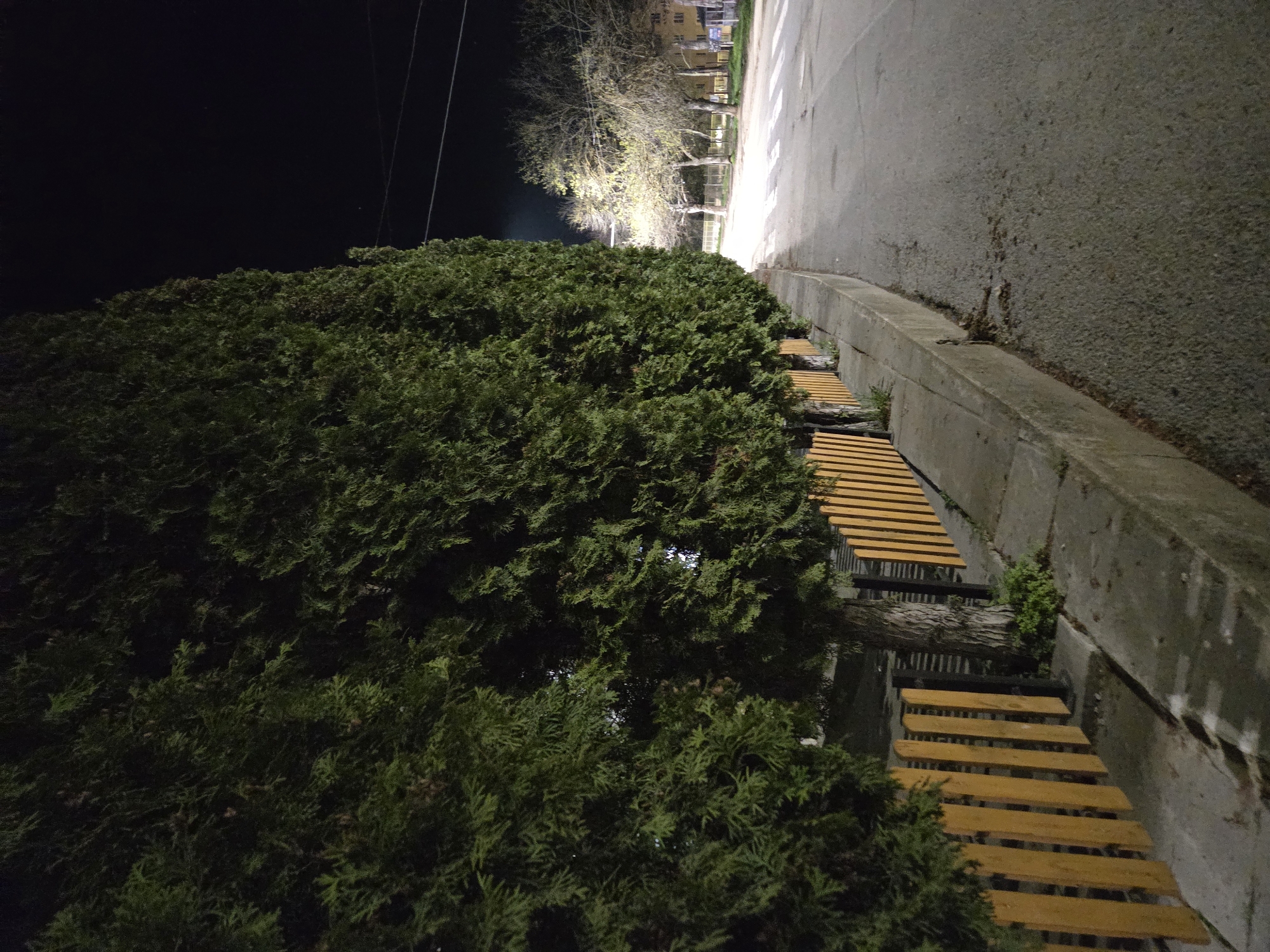 At night in Pleven, Bulgaria, a view shows a sidewalk and street beside a tall, dense evergreen hedge. Benches with wooden slats line the sidewalk edge, partially obscured by the hedge. The street appears to be illuminated by distant lights, with bare-branched trees visible in the background. Overhead wires are visible above the hedge. The angle of the photo is slightly tilted.