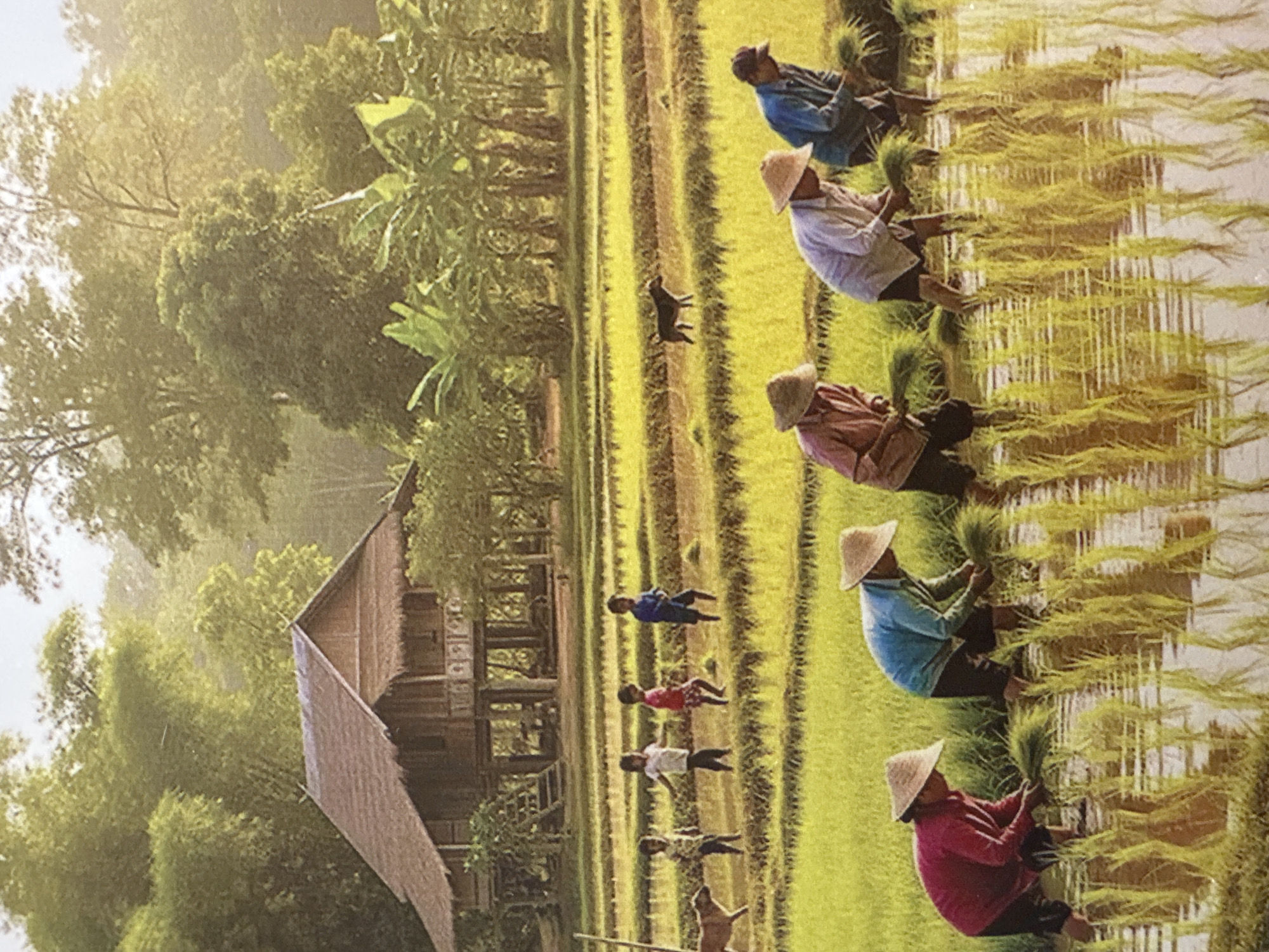 In Xóm Khán, Vietnam, a scene of agricultural labor unfolds in a lush, rural setting. The image depicts a family tending to a rice paddy, their figures silhouetted against the soft, hazy light of dawn or dusk. A traditional wooden house with a thatched roof stands in the background, nestled amongst dense bamboo and banana trees.
In the foreground, several individuals, likely farmers, are immersed in the flooded paddy, their bodies bent as they transplant rice seedlings. They wear conical hats to shield themselves from the sun. The water reflects the sky and surrounding greenery, creating a serene atmosphere. In the mid-ground, four children are walking across the paddy, accompanied by a dog. Their carefree demeanor contrasts with the diligent work of the adults. Another dog is seen in the distance, adding to the rural charm of the scene. The rice paddy itself is a vibrant green, with rows of young seedlings stretching towards the horizon. The overall impression is one of a peaceful, hardworking rural community in Vietnam.
