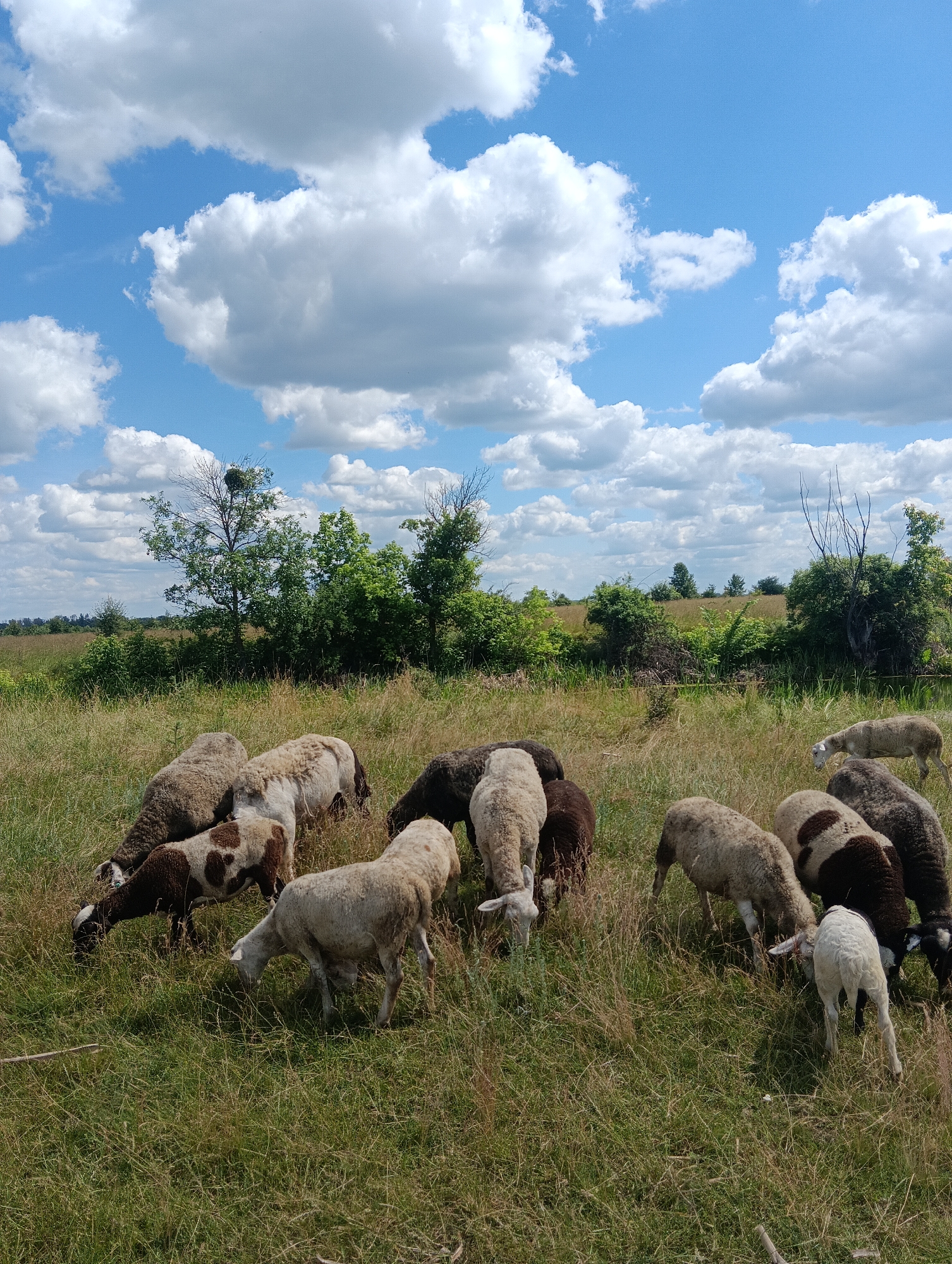 A flock of sheep grazes in a grassy field under a bright blue sky with scattered white clouds. The sheep vary in color from white to brown and black, with some having spotted markings. They are seen from a medium distance, with some closer to the foreground and others further back. In the background, a line of trees and bushes forms the horizon. One prominent tree in the mid-ground appears to have a bird's nest at its top. The overall scene depicts a pastoral landscape in natural daylight.