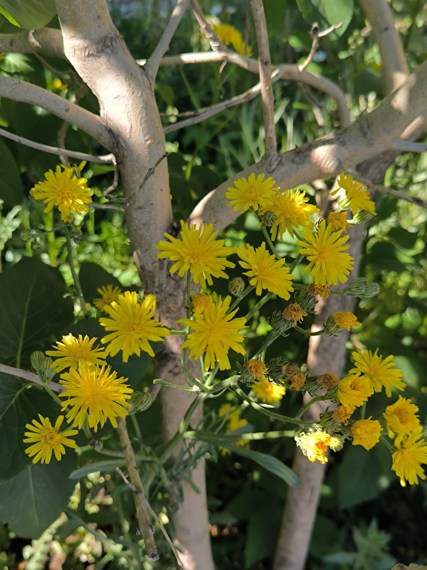 This image captures an outdoor scene in the city of Laskino, Russia, centered on numerous bright yellow, multi-petaled flowers, characteristic of dandelion or hawkweed species. The flowers are densely clustered, appearing on slender green stalks with some visible buds and developing flower heads. Several light-brown, smooth-barked tree branches, varying in thickness, intersect the frame vertically and diagonally, with one prominent branch running from the upper center to the lower right. The background consists of out-of-focus green foliage, suggesting dense plant growth. Natural daylight illuminates the scene, creating shadows and highlights on the branches and flowers. No people or discernible man-made objects are present.