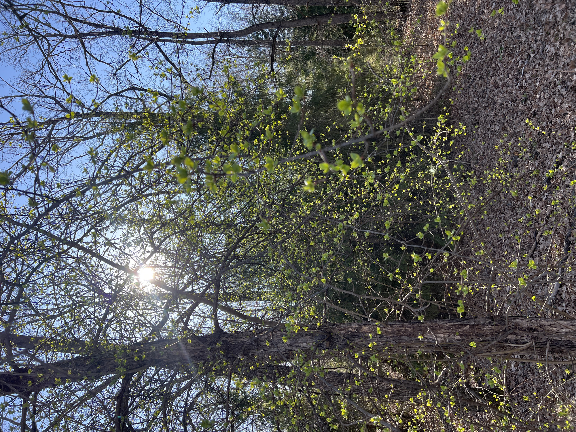 This media file captures a vibrant woodland scene during early spring, looking upwards and across through the branches of trees. The sky is a clear, bright blue, visible through the intricate network of dark brown branches. Numerous small, bright green buds and nascent leaves are emerging on the branches, indicating the transition from winter to spring.
The sun is prominently featured, shining brightly through a gap in the upper-left quadrant of the tree canopy, creating a starburst effect and casting warm, direct light on the new foliage. Lens flare is also visible from the sun's intensity. The trees have textured bark, and some thicker trunks and branches are visible, suggesting mature growth.
Towards the bottom and right side of the frame, the forest floor is visible, heavily covered with a thick layer of dry, brown fallen leaves from the previous season. The background consists of more dense woodland, with hints of evergreens or darker foliage deeper within the forest.
No people, man-made objects, or visible text are present in the image. The scene portrays a natural, serene environment, evoking a sense of renewal and the fresh beginning of the growing season. The time of day appears to be sunny daytime, possibly late afternoon given the angle of the sun. The location context is Sanatoriya Yumatovo Imeni 15-Letiya Bassr, Russia.