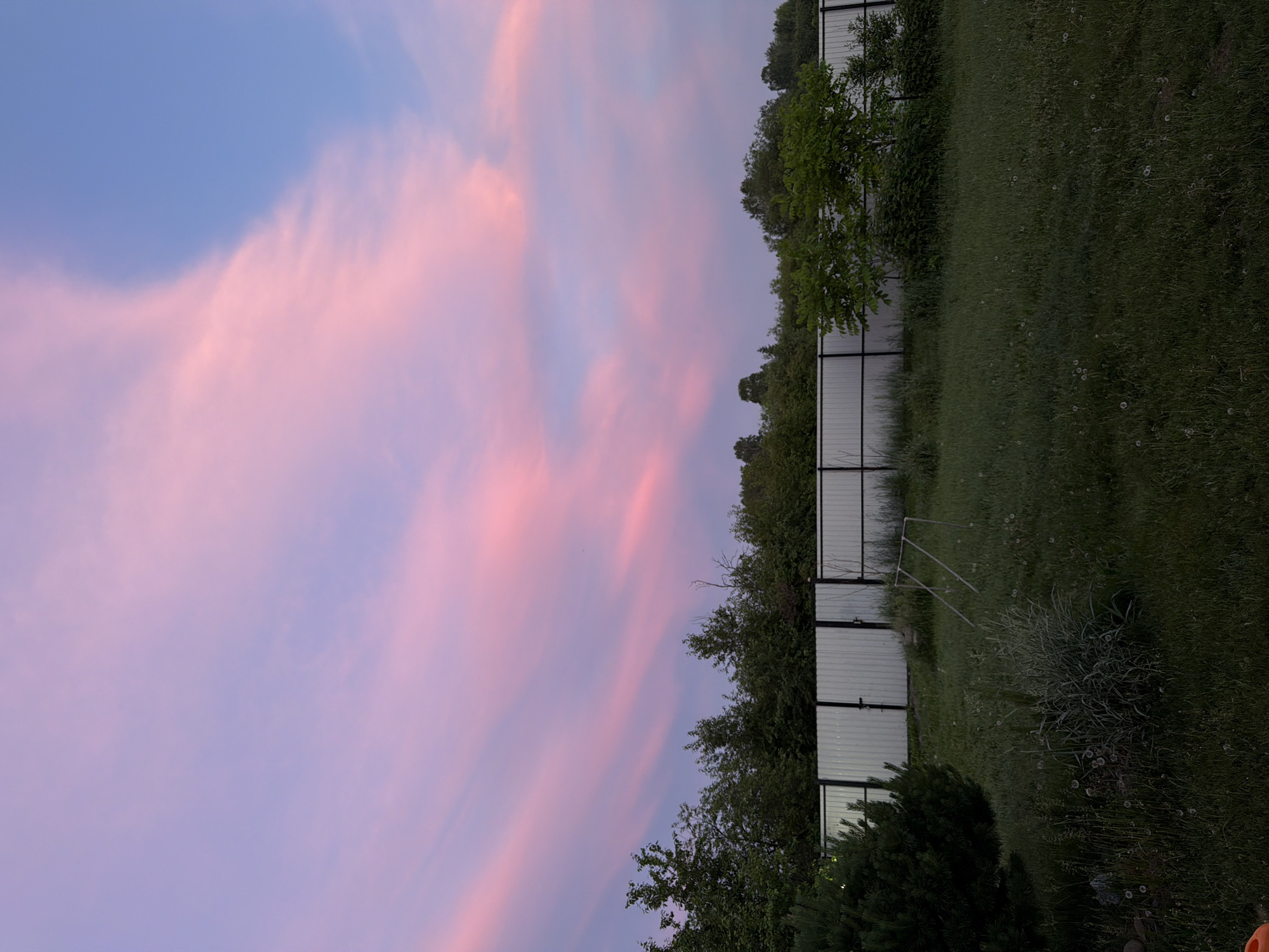 The image depicts a landscape scene at dusk, likely in Emel'yanovo, Russia, given the context. The sky is dominated by soft, wispy clouds tinged with shades of pink and purple, indicating the twilight hours. A portion of a metallic fence runs horizontally across the frame, separating a grassy area from a line of trees and foliage. The grass is green and appears somewhat overgrown, with occasional white seed heads of dandelions visible. The trees are lush and full, suggesting a summer or late spring evening. The overall mood is serene and tranquil, characteristic of a peaceful sunset. No people or specific objects of interest beyond the natural elements and the fence are apparent. The lighting suggests the sun has recently set, casting a gentle glow across the sky and landscape.