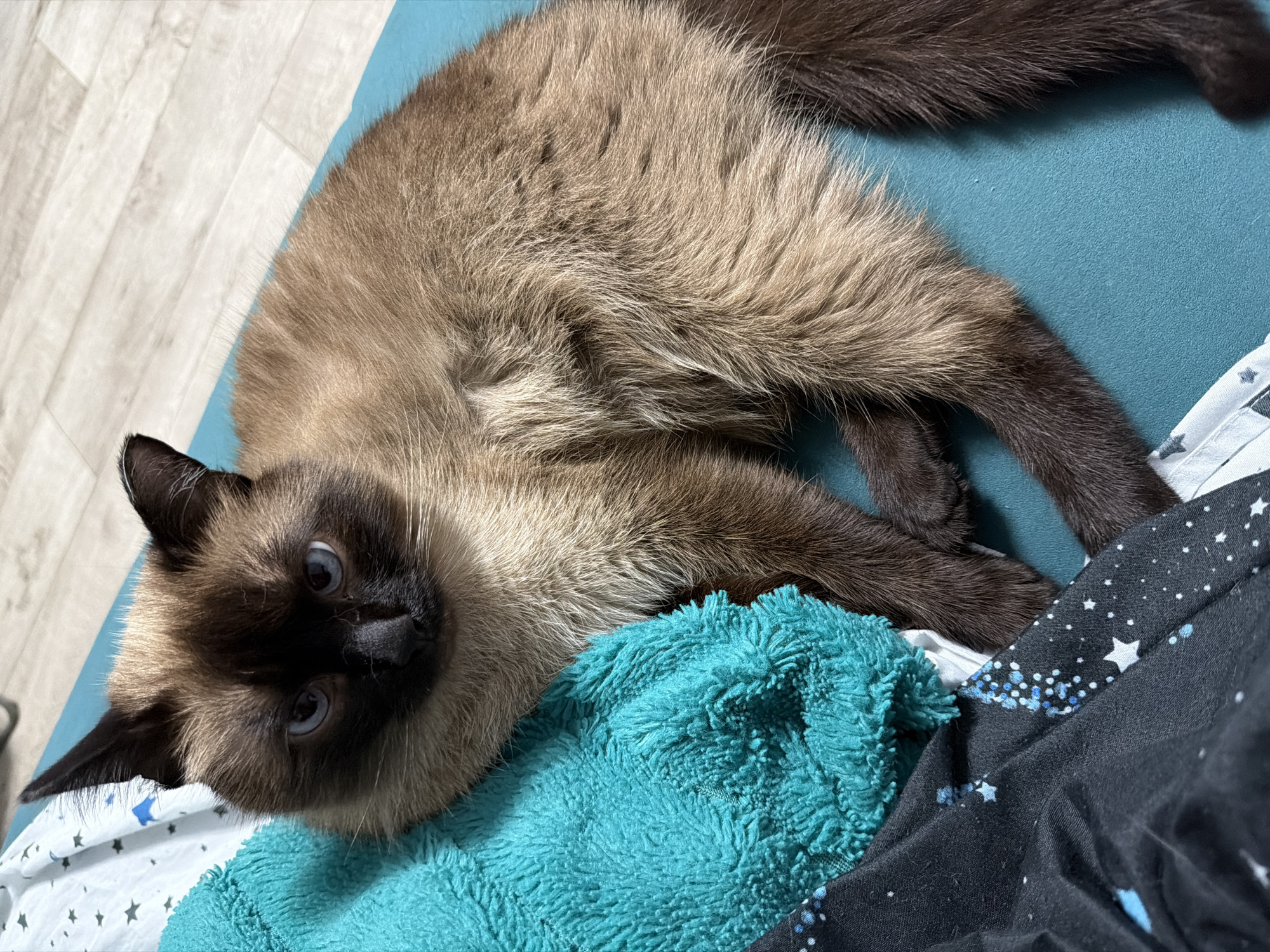 A Siamese cat with bright blue eyes is lying down on a turquoise blanket. The cat's fur is light brown with darker points on its ears, face, and tail. The cat's body is mostly visible, stretched out on the blanket. A black fabric with a white star pattern is peeking out from underneath the cat and blanket. The background shows a light-colored wooden floor. The lighting suggests it might be daytime, possibly indoors. The cat appears relaxed, with its head tilted and looking towards the camera. There are no people visible in the image. The location context provided is Япрыково, Russia, but there are no specific visual cues in the image to confirm this location.
