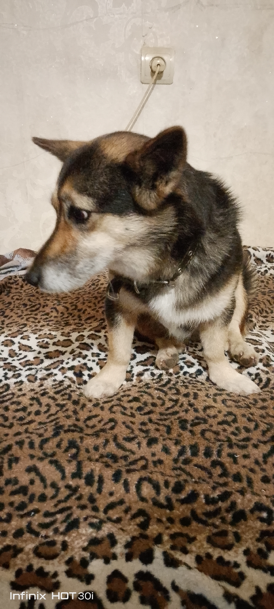 A medium-sized dog with brown, black, and white fur is sitting on a leopard-print blanket. The dog is facing left, with its head turned to look downwards. It has pointed ears and a metal collar around its neck. In the background, a white electrical outlet is visible on a textured wall. The scene appears to be indoors.