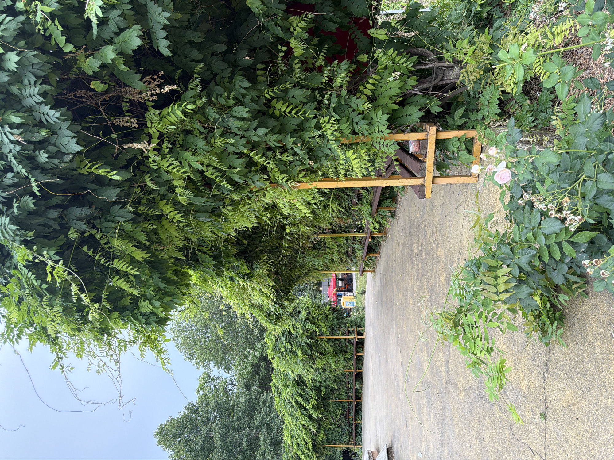 The image depicts an outdoor area covered by a thick canopy of green foliage, likely created by climbing plants trained over a structure. A paved pathway runs through the scene, bordered by wooden benches on either side, some partially obscured by the dense greenery. In the background, a red-roofed structure and a yellow bin are visible, suggesting a public space or park. The overall atmosphere is lush and overgrown, with the natural elements dominating the scene. The location is identified as Pazardzhik, Bulgaria.