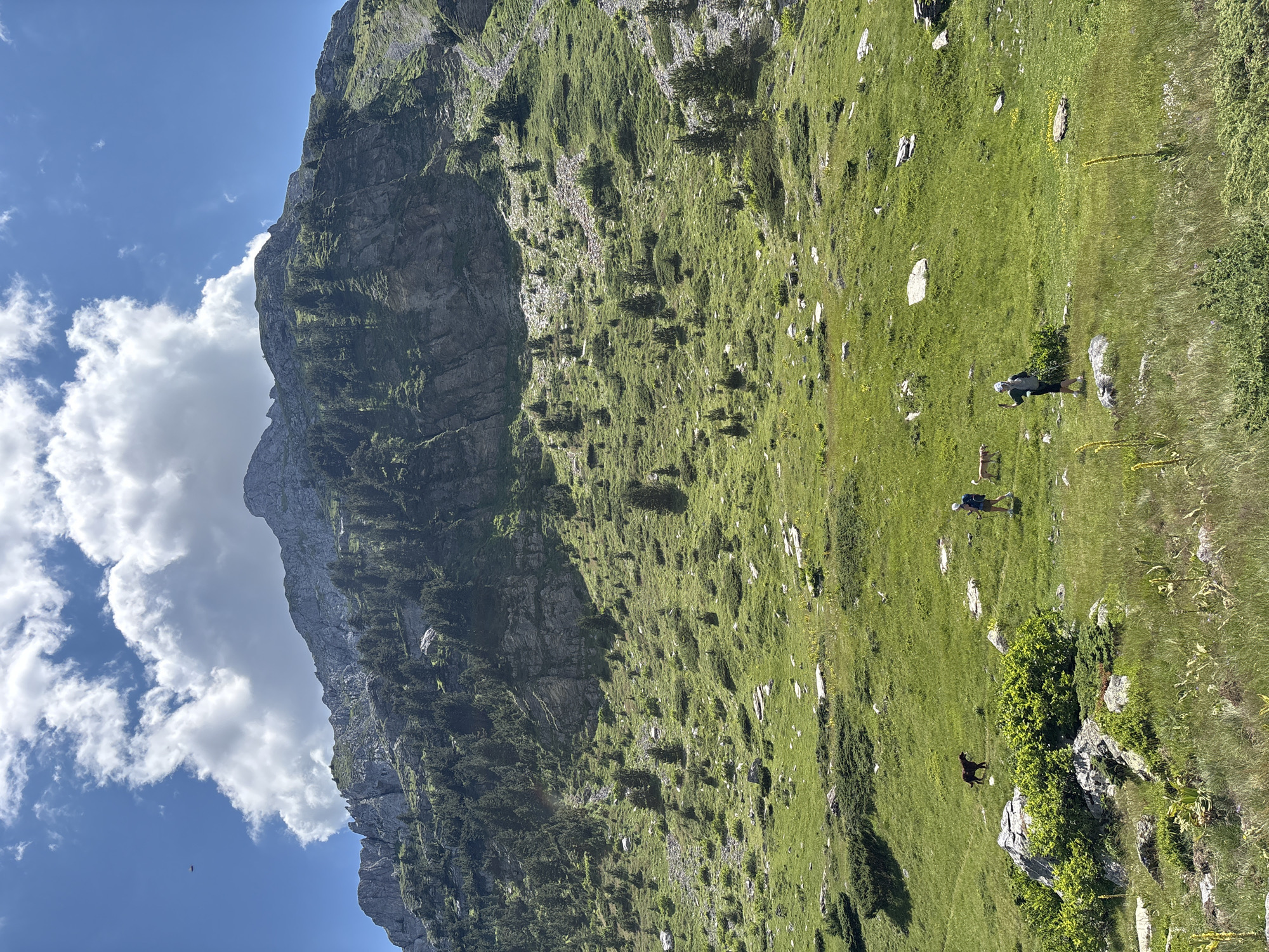 In the city of Katun Vulića, Montenegro, a mountainous landscape unfolds under a bright, partly cloudy sky. A steep, rocky mountain, covered in scattered pine trees and green vegetation, dominates the background. The midground features a vast, grassy slope dotted with rocks and small bushes. Two individuals are present, one walking with hiking poles and another with a backpack. Accompanying them are two dogs, one dark-colored and one lighter-colored, walking near the people. In the foreground, tall green grass and some yellow wildflowers are visible.