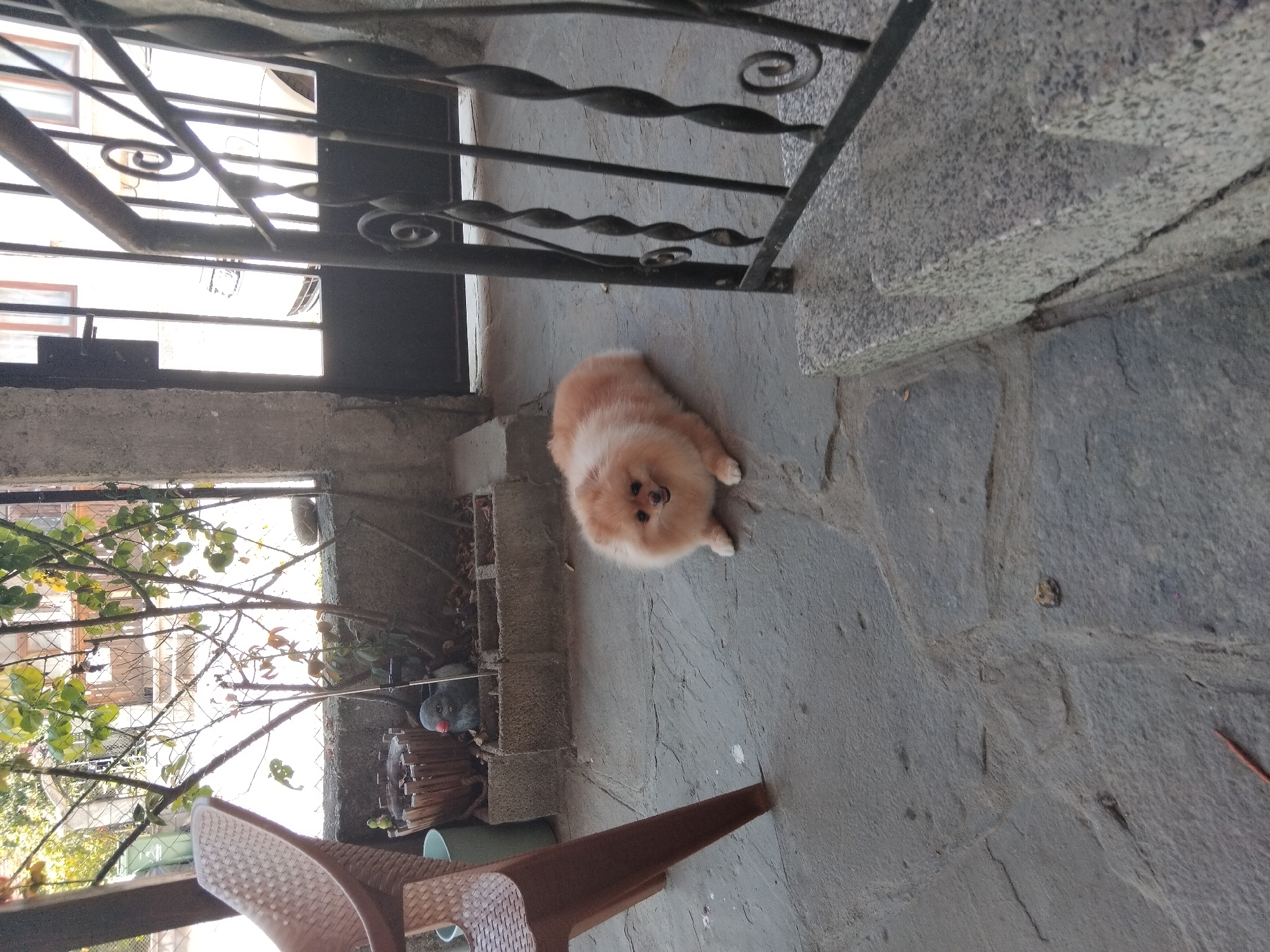 A fluffy Pomeranian dog with light brown and white fur is lying on a gray stone patio in front of a black metal gate. The dog is looking towards the camera with its mouth slightly open. Behind the dog, a brown woven chair is visible on the left side of the frame. There are potted plants in the background, some of which have fallen leaves. A building with windows can be seen through the gate. The scene appears to be an outdoor area, possibly a yard or a porch, in the city of Apriltsi, Bulgaria.