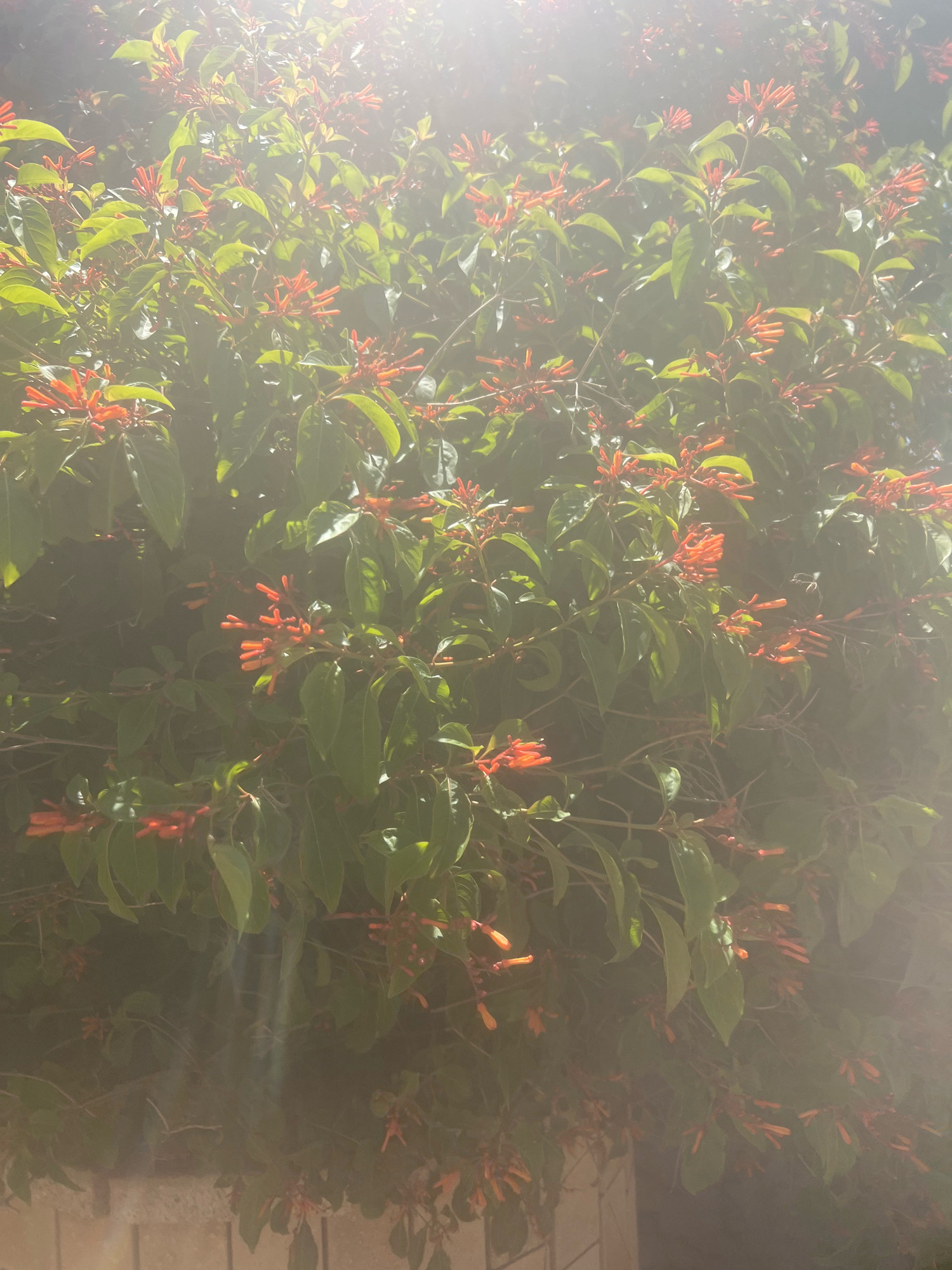 The image displays a dense, overgrown bush with numerous small, tubular orange flowers and lush green leaves. The bush appears to be in an outdoor setting, possibly a garden or yard. Sunlight streams in from the top left, creating a hazy, lens flare effect that partially obscures the details of the foliage and flowers. In the lower portion of the image, a textured surface, possibly a brick wall or paving stones, is visible. No people or animals are present in the scene. The overall impression is one of natural growth and illumination by bright sunlight, suggesting a warm, possibly Mediterranean climate. Given the specified location, this bush is likely found in the city of Hadera, Israel, a coastal city known for its varied flora and sunny weather.