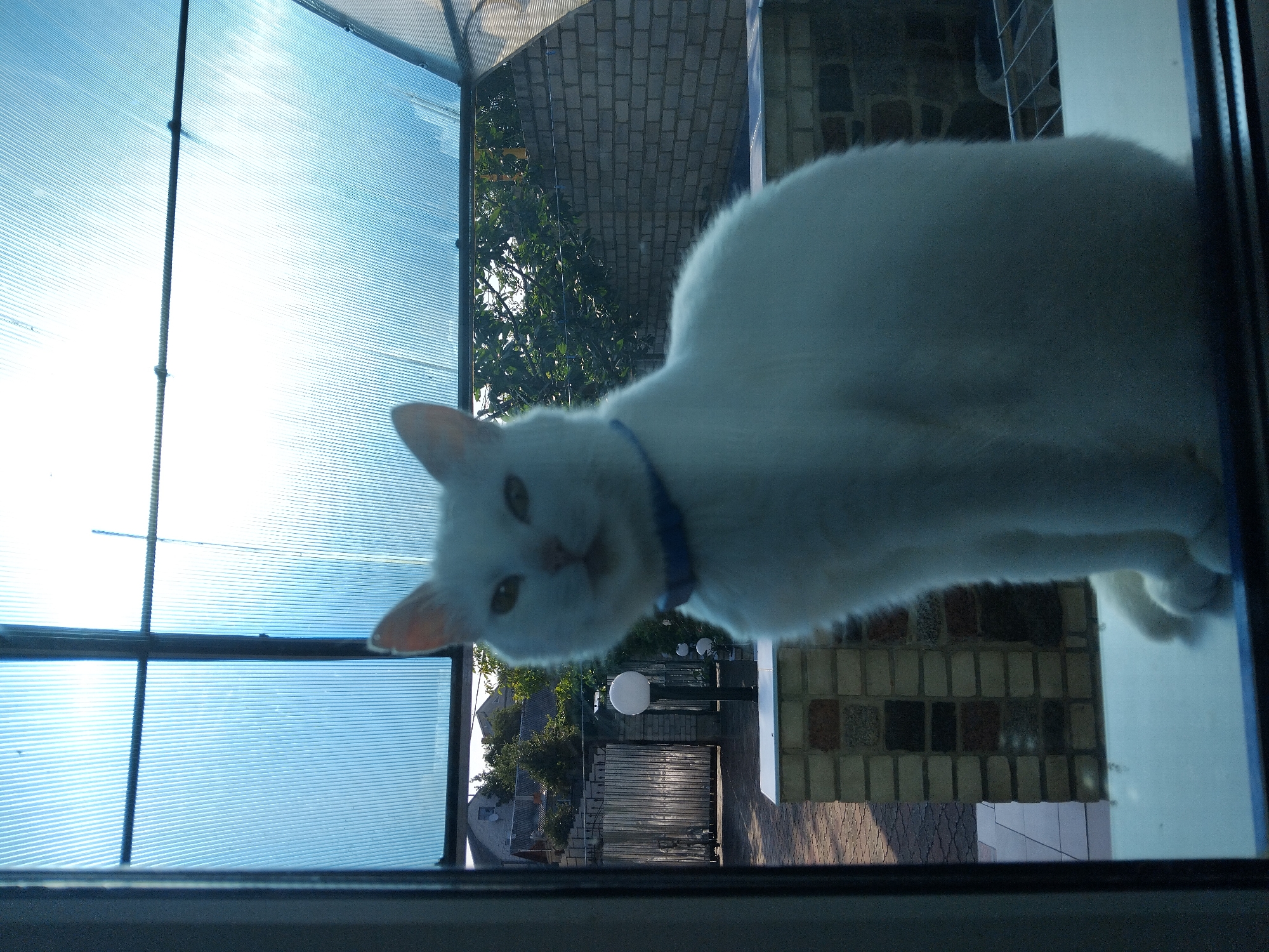 A white cat with yellow eyes and a blue collar is sitting on a windowsill. The cat is facing the camera, with its body angled slightly to the left. Behind the cat, a clear plastic roof allows sunlight to filter through, casting a blue hue over the scene. Outside the window, a courtyard is visible, paved with brick tiles. A fence made of metal bars separates the courtyard from a grassy area with trees. In the background, two houses with grey roofs can be seen. The overall impression is of a peaceful domestic scene, with the cat enjoying the sunshine. The image is likely taken in a residential area in Zhytomyr, Ukraine, given the architectural style of the houses and the fencing.