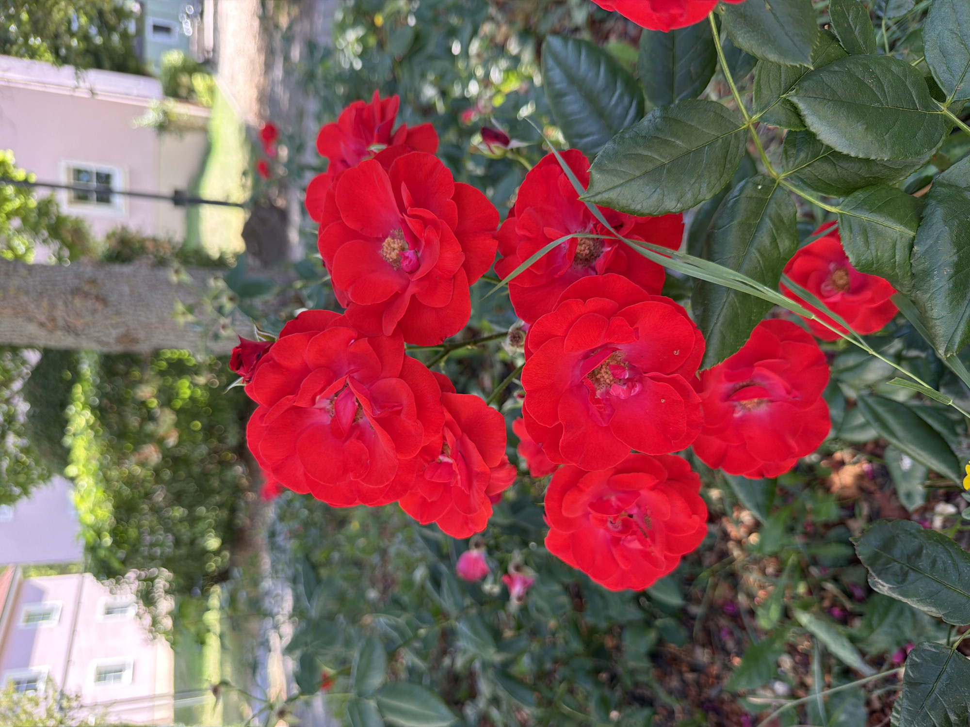 This is a close-up, eye-level shot of several red roses in bloom. The roses are in various stages of opening, with some fully bloomed and others still partially closed. They are a vibrant red color, with delicate petals. The background is blurred, showing greenery, a tree trunk, and buildings that appear to be residential houses. The lighting suggests it is daytime, likely outdoors in a garden or park setting. There are no people visible in the image. The overall impression is of a bright, natural scene. The buildings in the background, with their distinctive architecture, and the presence of well-maintained greenery, suggest a location in a residential area of Bayreuth, Germany, possibly a park or a private garden.