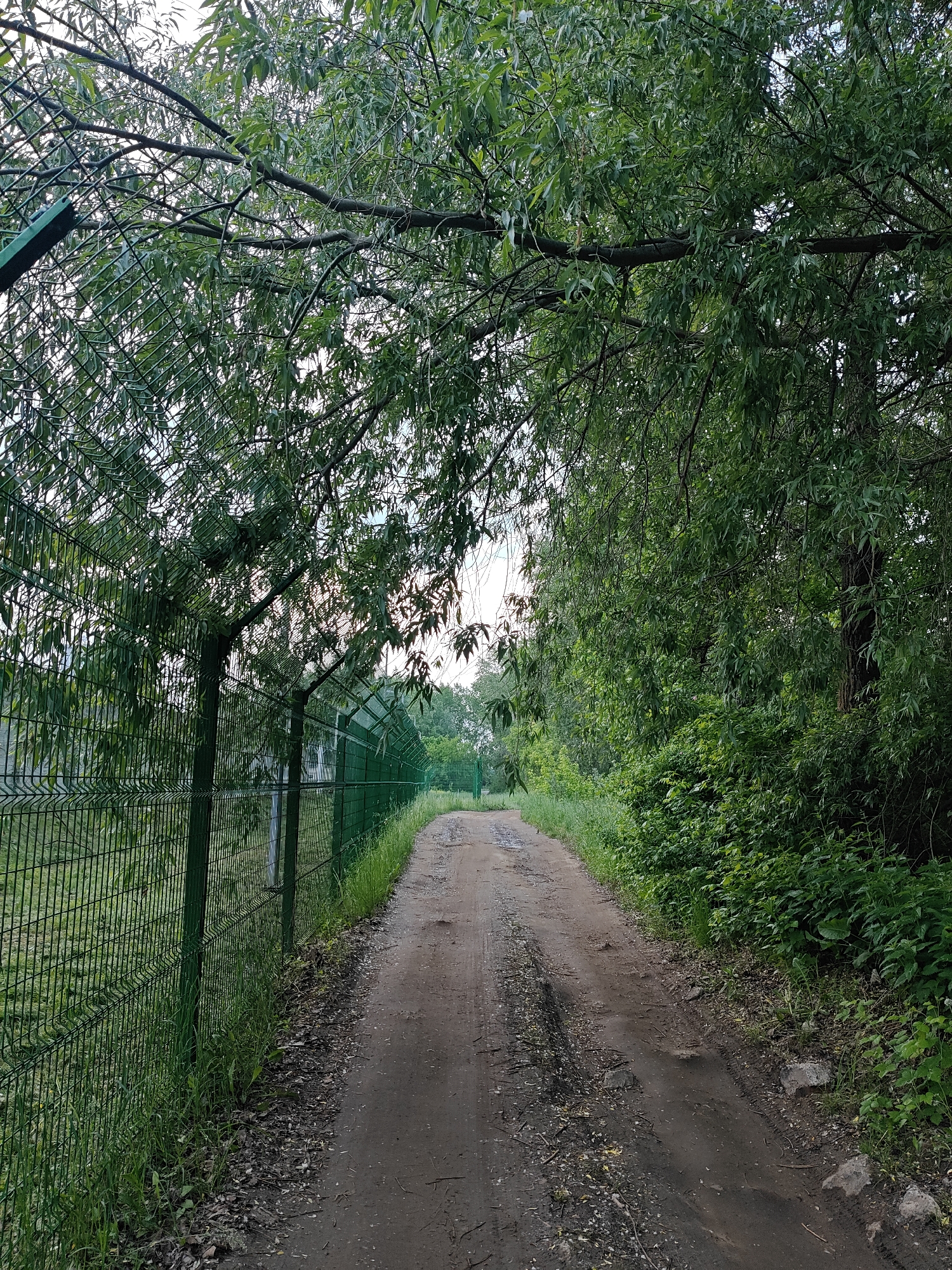 This image captures a tranquil outdoor scene, likely a path or dirt road in a rural or semi-rural area, possibly near Chaikovsky, Russia. The central subject is a well-trodden, unpaved dirt path that recedes into the distance, inviting the viewer's eye along its course. Patches of mud and faint tire tracks are visible on its surface, suggesting recent precipitation or regular use by vehicles.
To the left, a sturdy green wire mesh fence stretches alongside the path, forming a clear boundary. The fence posts are also green, blending with the natural surroundings. Beyond the fence, lush green grass and distant trees are visible, hinting at open fields or more natural landscape. Overhanging branches from a tree canopy partially obscure the sky above the fence line.
On the right side of the path, dense foliage dominates the scene. A wall of vibrant green trees and bushes creates a thick barrier, with various shades of green indicating healthy growth. The leaves appear full and verdant, suggesting a spring or summer setting. Overhanging tree branches from the right also extend over the path, forming a natural archway with the foliage from the left side, creating a partially shaded corridor.
The lighting is soft and diffused, indicating an overcast day, early morning, or late afternoon, as there are no harsh shadows. No specific activity or event is taking place, and no people are visible. The scene evokes a sense of quiet natural beauty and a peaceful journey through a green landscape. There is no visible text in the image.