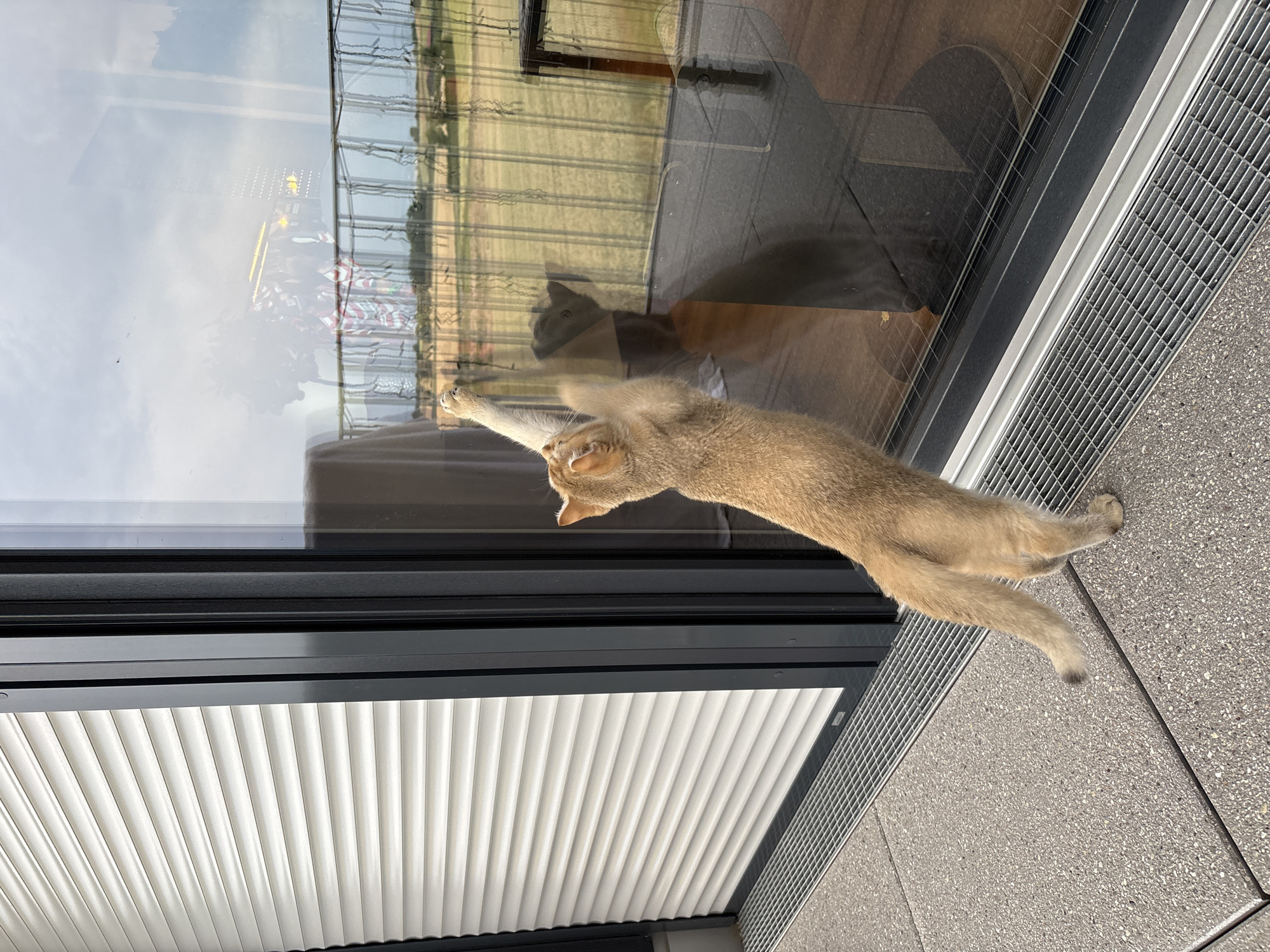A ginger cat stands on its hind legs, reaching up to touch a large window on a balcony. The cat's front paws are extended, and one paw is making contact with the glass. The cat is facing away from the camera, looking out at a reflective surface that shows a blurry image of the interior of a room, including a table and chair. The exterior view through the window includes a balcony railing and a field of dry grass under a cloudy sky. To the left of the window is a white slatted shutter. The balcony floor is made of gray paving stones with a metal grate along the edge. The scene appears to be in a modern building.