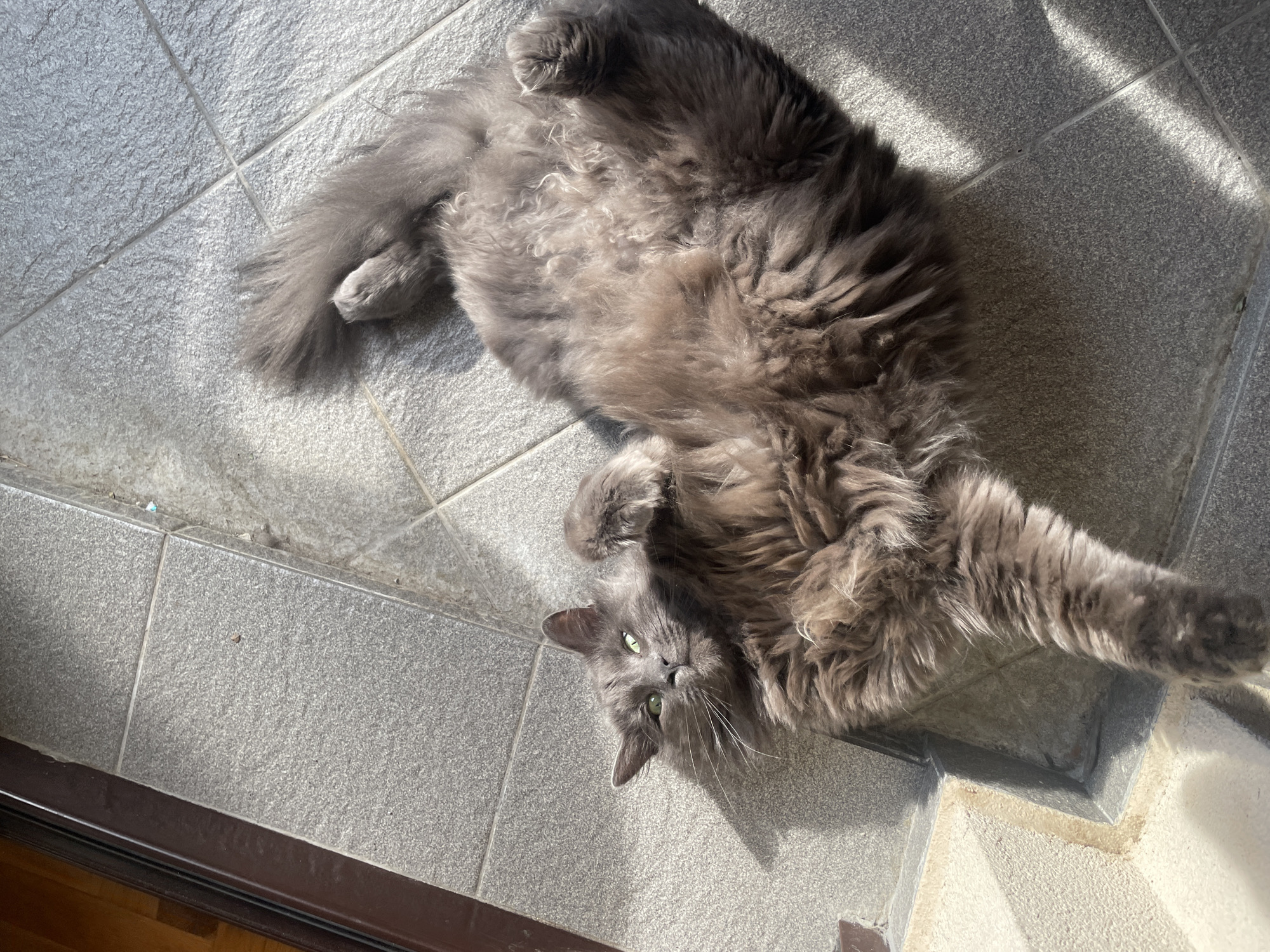 A gray, fluffy cat lies on its back on a gray-tiled floor. The cat faces the camera with its green eyes and curled paws. The floor appears to be near a doorway, visible by a dark wooden frame in the lower left corner. Bright sunlight streams in, casting shadows across the tiles and the cat. The location cannot be discerned from the image.