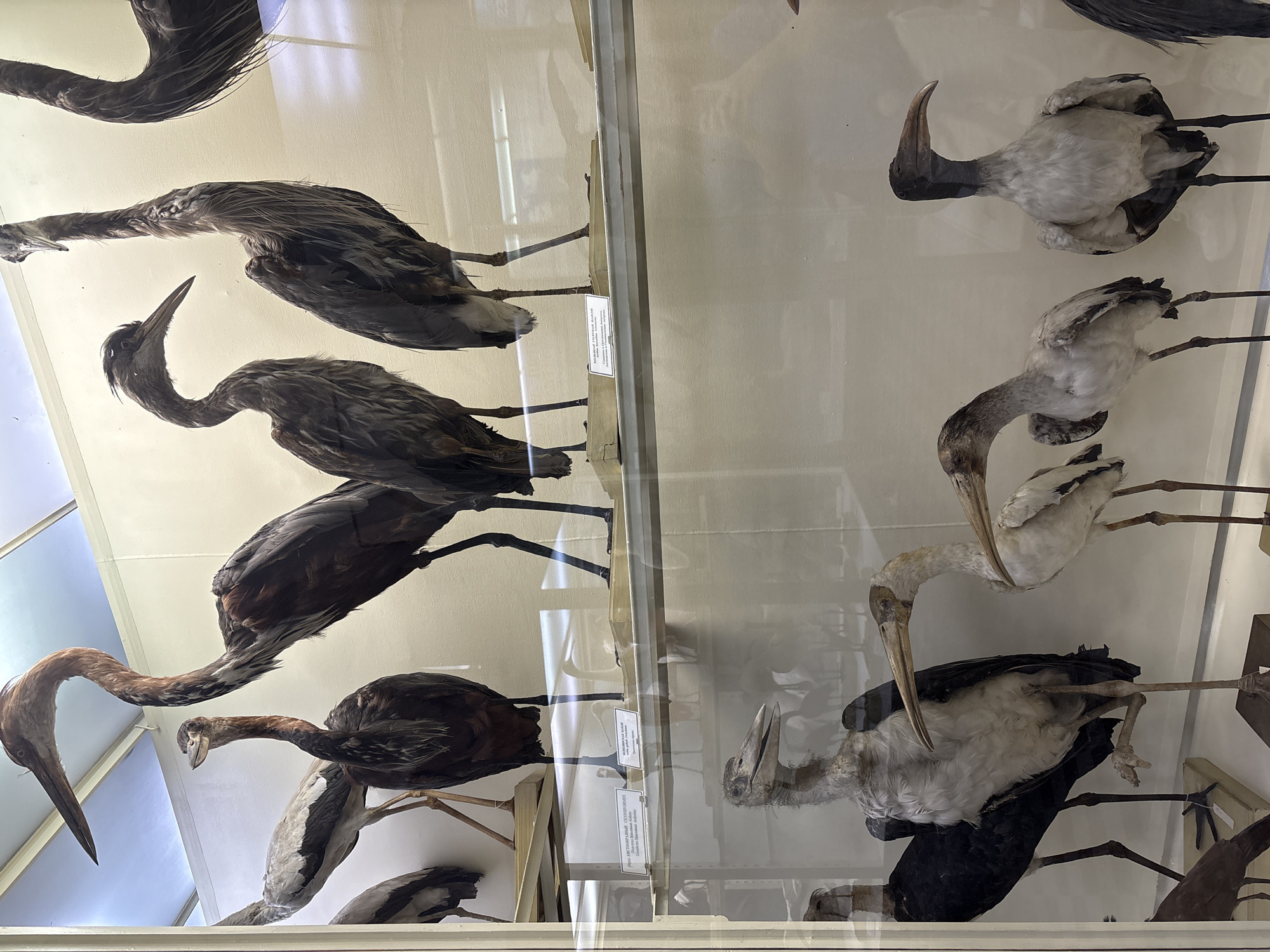 The image displays a museum exhibit featuring taxidermied birds, likely herons or similar wading birds, arranged on shelves within a glass display case. The birds are in various poses and sizes, with visible details of their feathers and beaks. Some labels with text, presumably identifying the species, are visible on the shelves. The lighting suggests an indoor setting, possibly illuminated by overhead lights. The exhibit appears to be part of a natural history museum.
This scene is located within the Zoological Museum of the Russian Academy of Sciences in Saint Petersburg, Russia.
