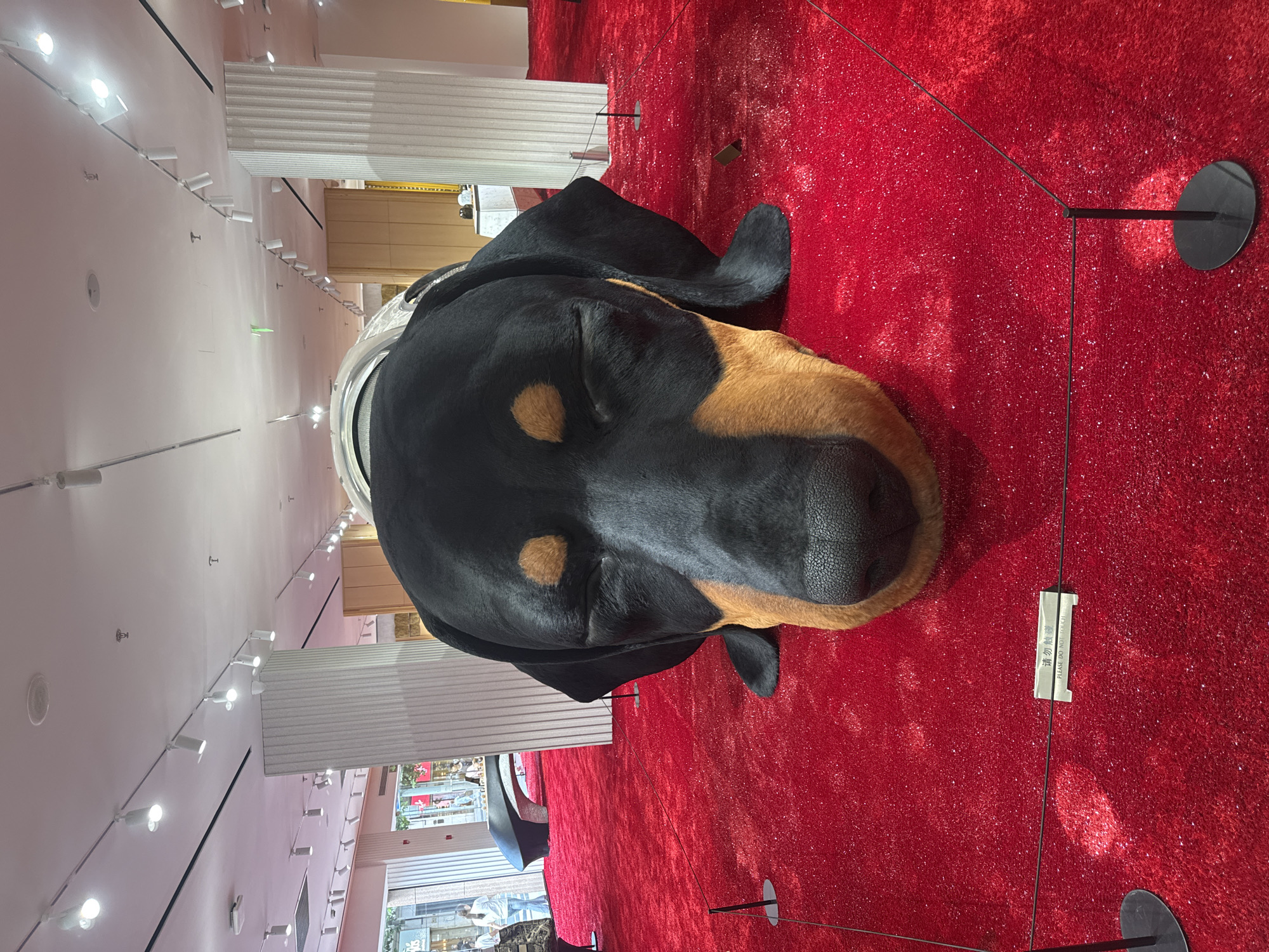 A large, realistic sculpture of a black and tan dog's head, with its eyes closed, rests on a bright red, glittery carpet in what appears to be a retail store or exhibition space in Shanghai, China. The sculpture is so large that it fills a significant portion of the foreground. Behind the sculpture, the space opens up to reveal a bright, modern interior with white columns, track lighting on the ceiling, and displays of merchandise in the background. Two people are visible in the distance, walking through the store. A small sign in front of the sculpture reads "PLEASE DO NOT TOUCH" in both Chinese and English. The overall impression is one of a whimsical and eye-catching art installation within a commercial setting.