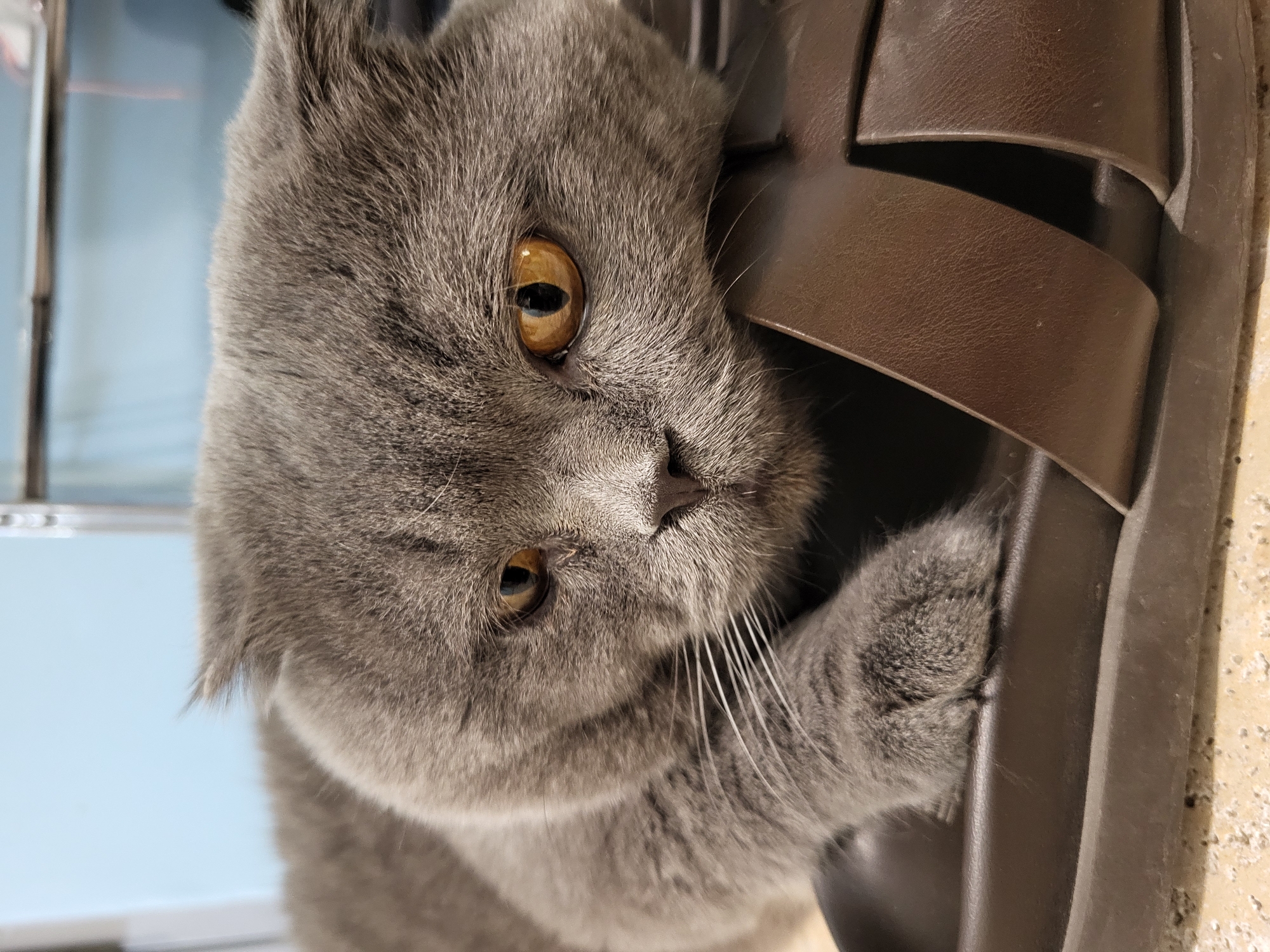 A gray Scottish Fold cat with yellow eyes is positioned close to a brown leather sandal. The cat's head and paw are visible near the sandal. The background includes a light blue surface on the left and a textured beige surface on the right. The location is Unknown, Unknown.